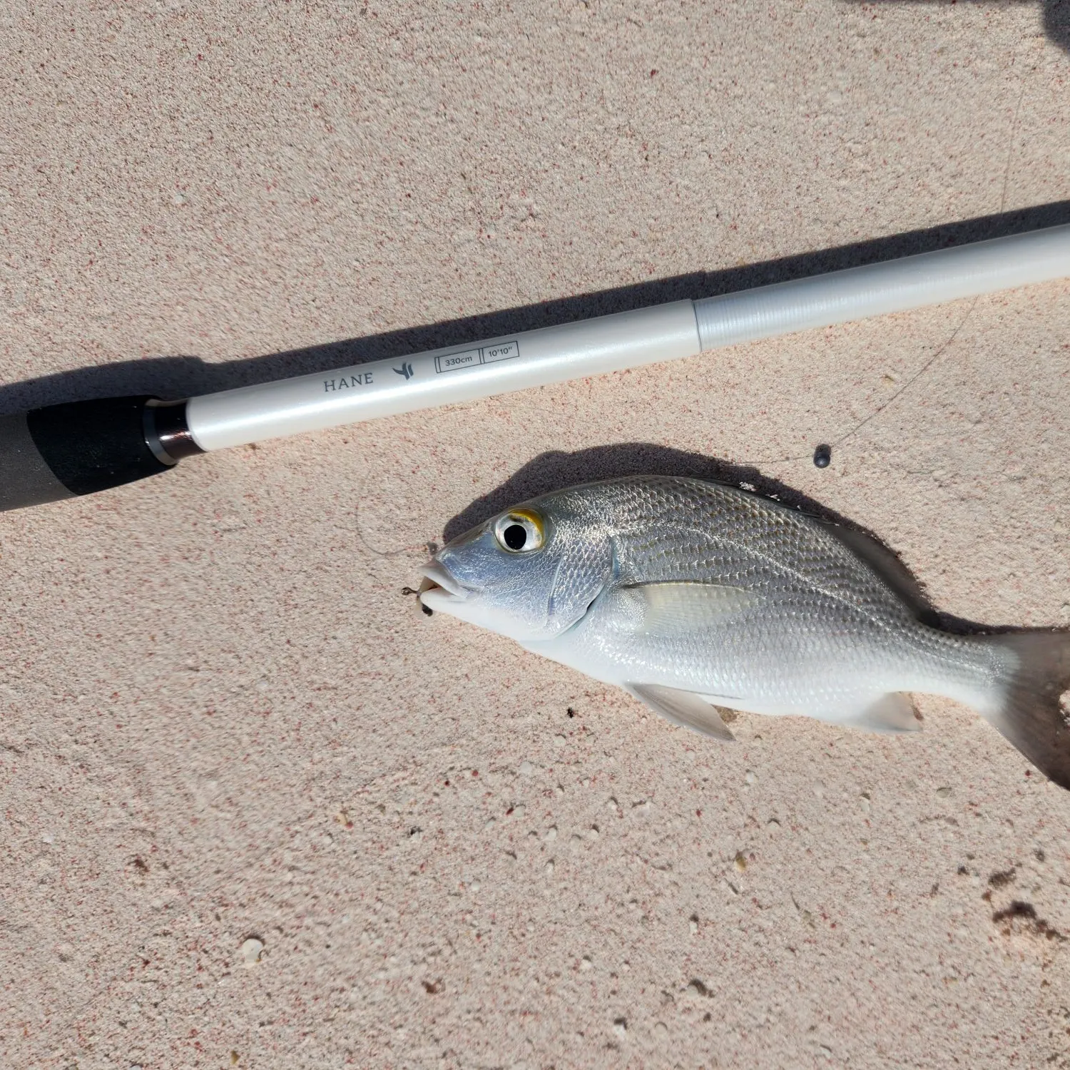 The most recent Irish mojarra catches on Fishbrain