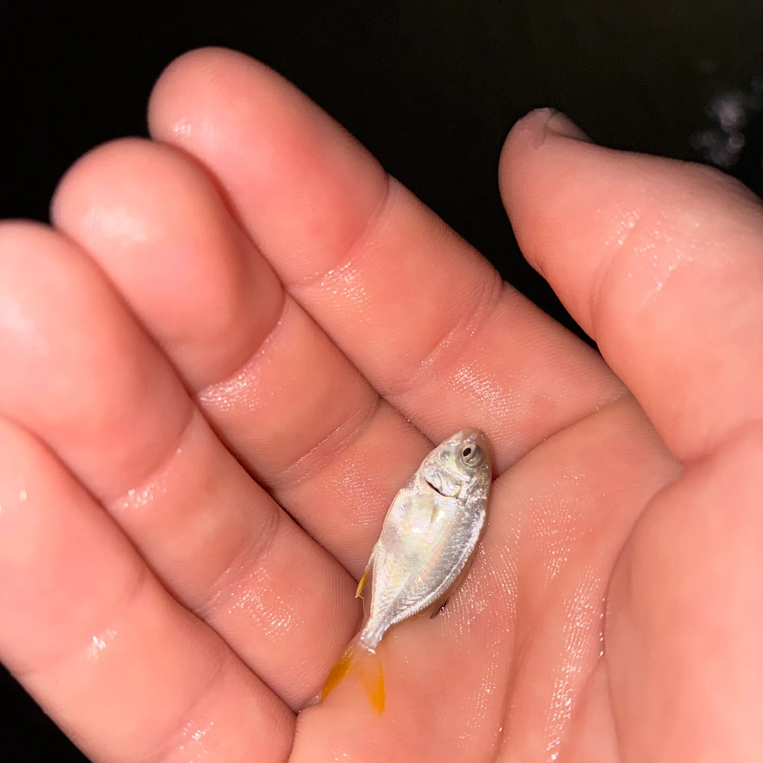 The most recent Horse-eye jack catches on Fishbrain