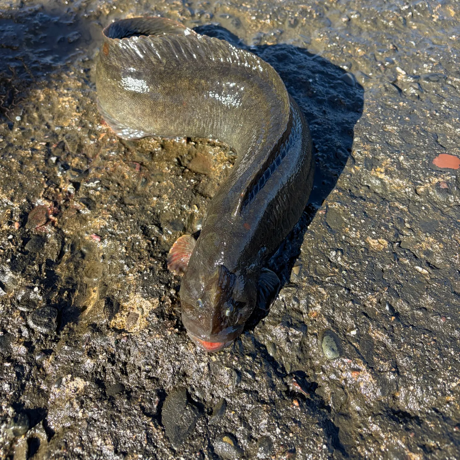 The most recent Monkeyface prickleback catches on Fishbrain