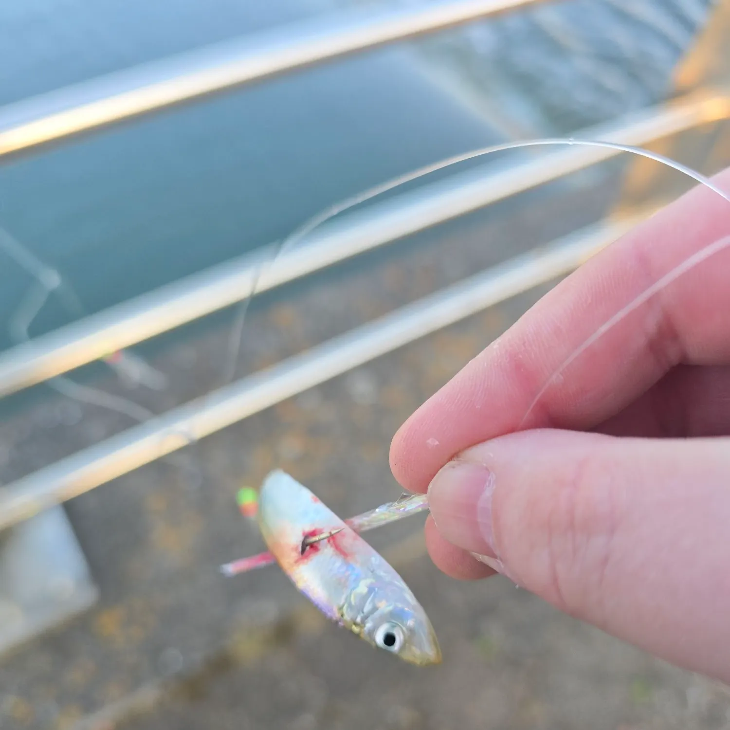 The most recent Sand smelt catches on Fishbrain