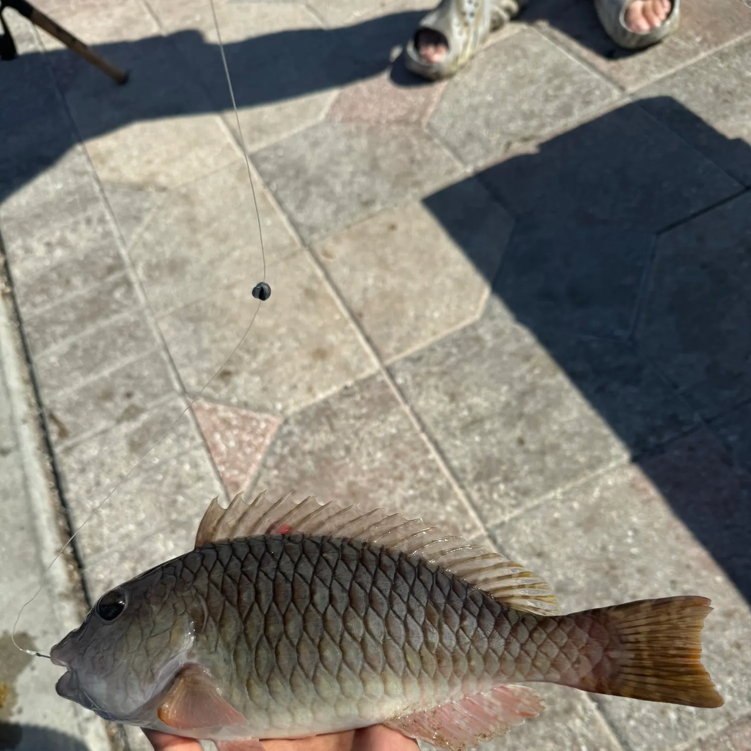 The most recent Redfin parrotfish catches on Fishbrain