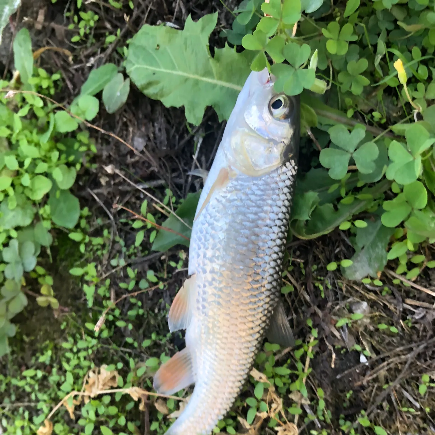 European chub caught on Fishbrain