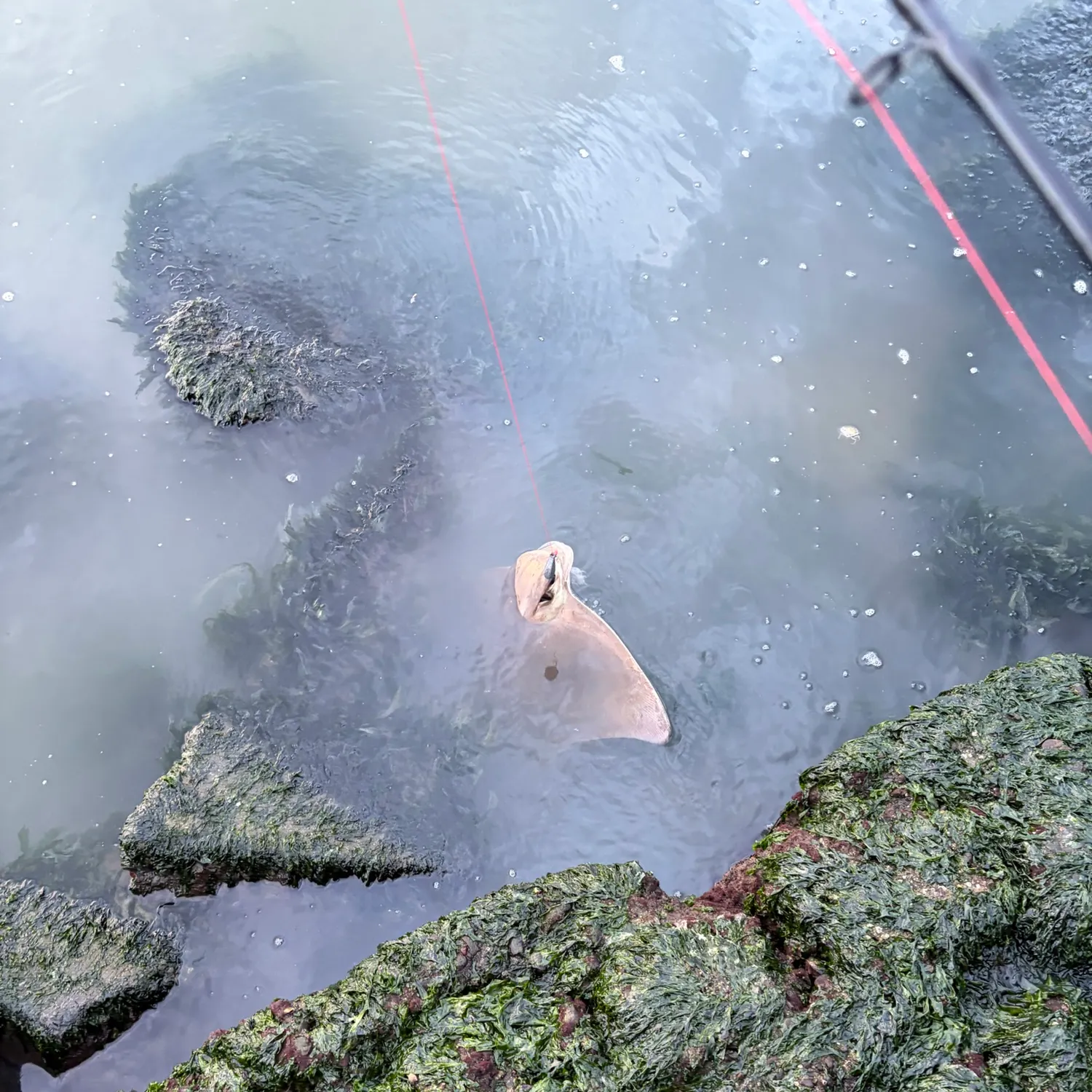 Bat eagle ray caught on Fishbrain