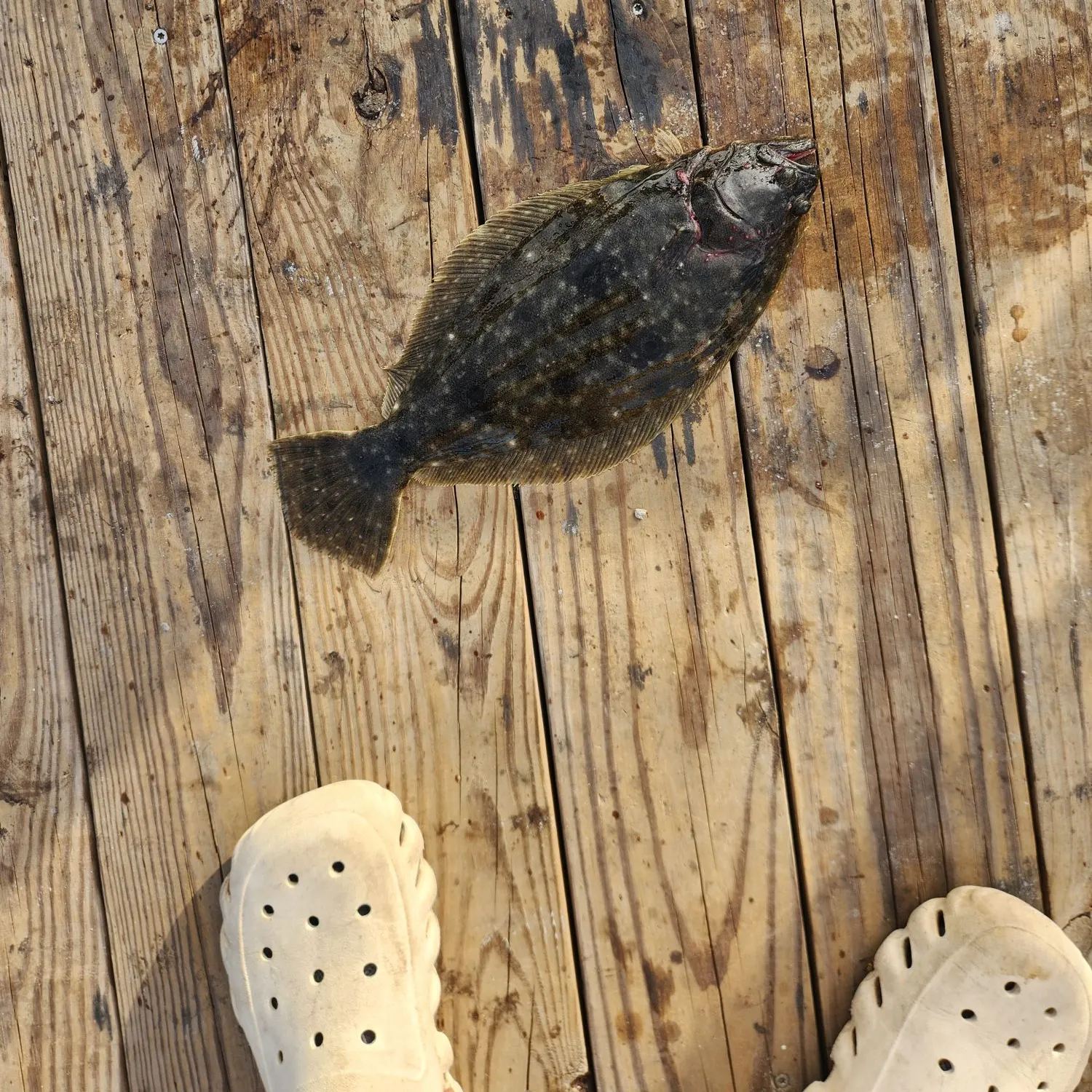 Summer flounder caught on Fishbrain