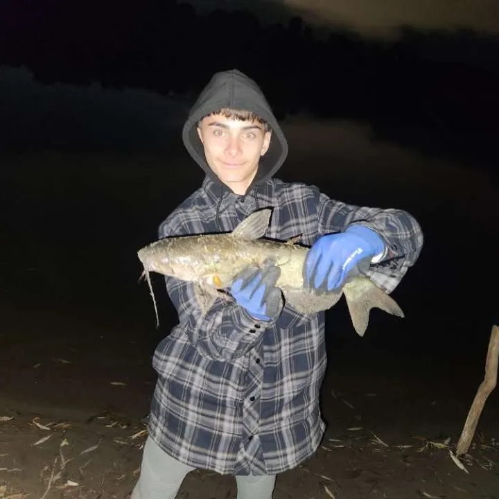 Channel catfish caught on Fishbrain