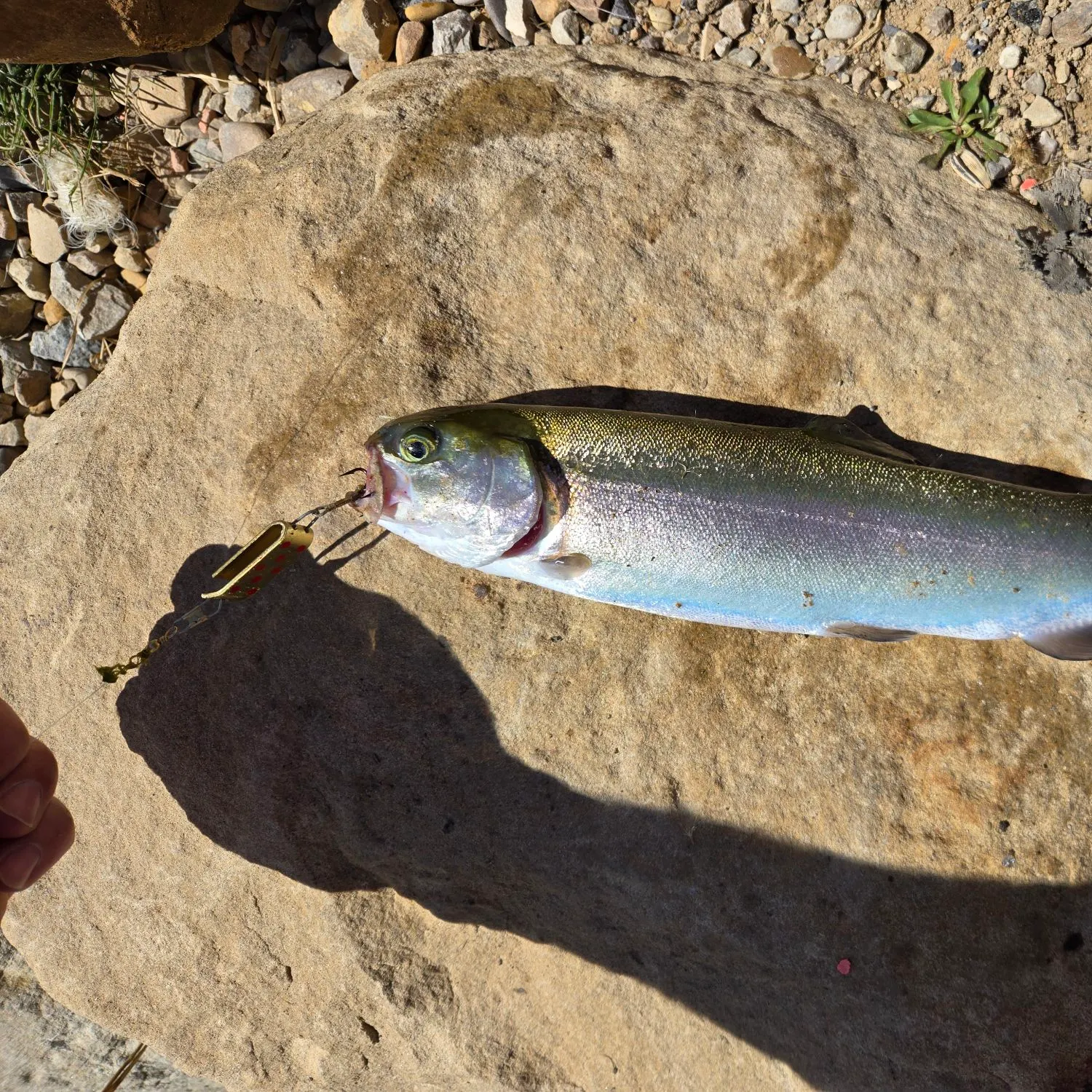 Rainbow trout caught on Fishbrain