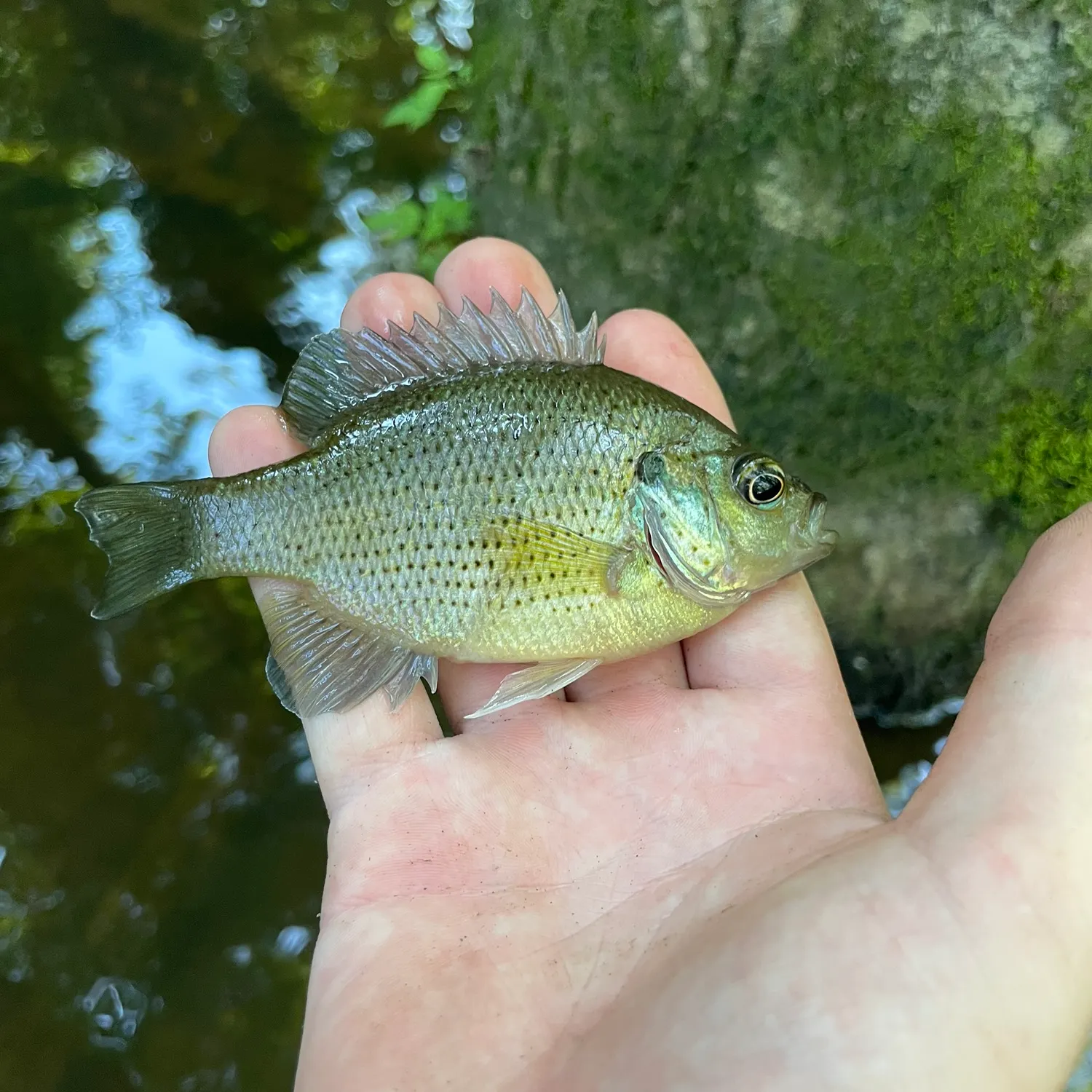 most liked catch image
