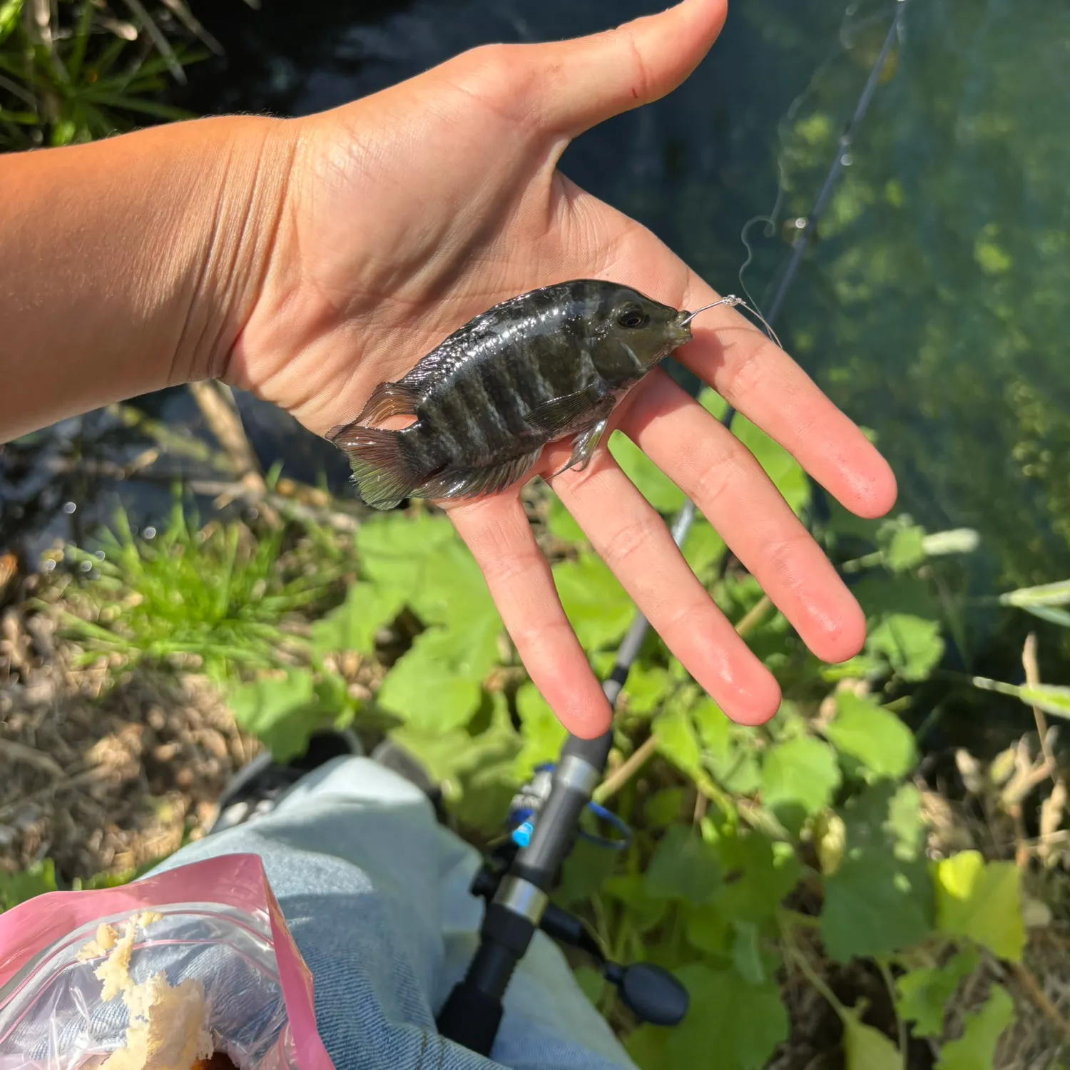 The most recent Convict cichlid catches on Fishbrain