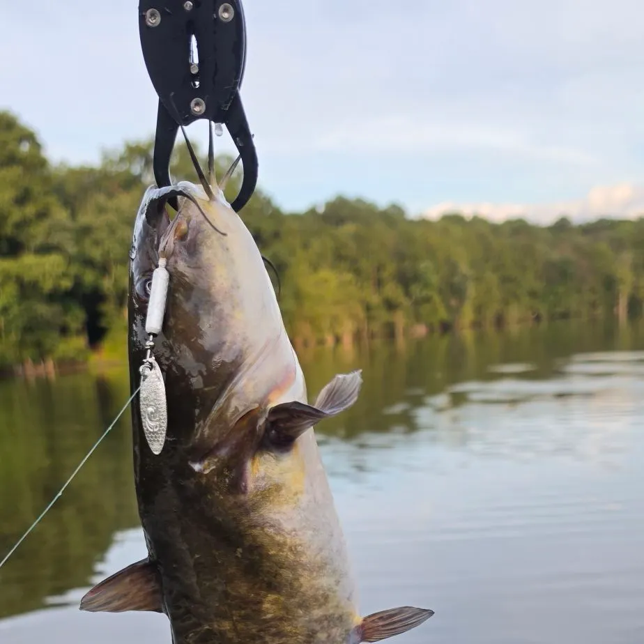 Brown bullhead caught on Fishbrain