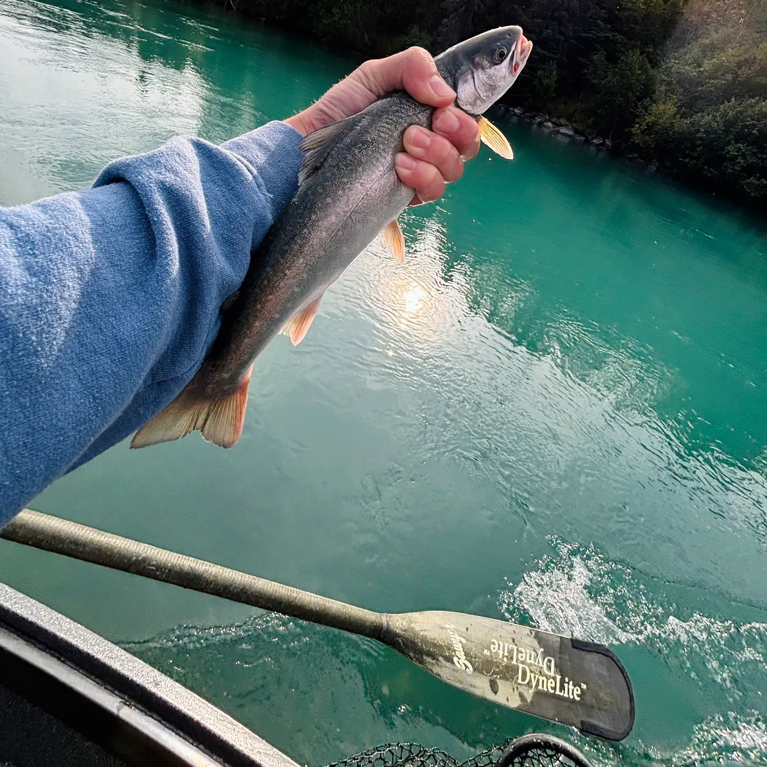 Dolly varden caught on Fishbrain
