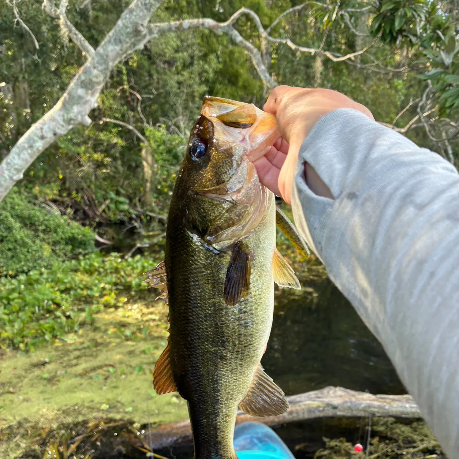 Florida bass caught on Fishbrain