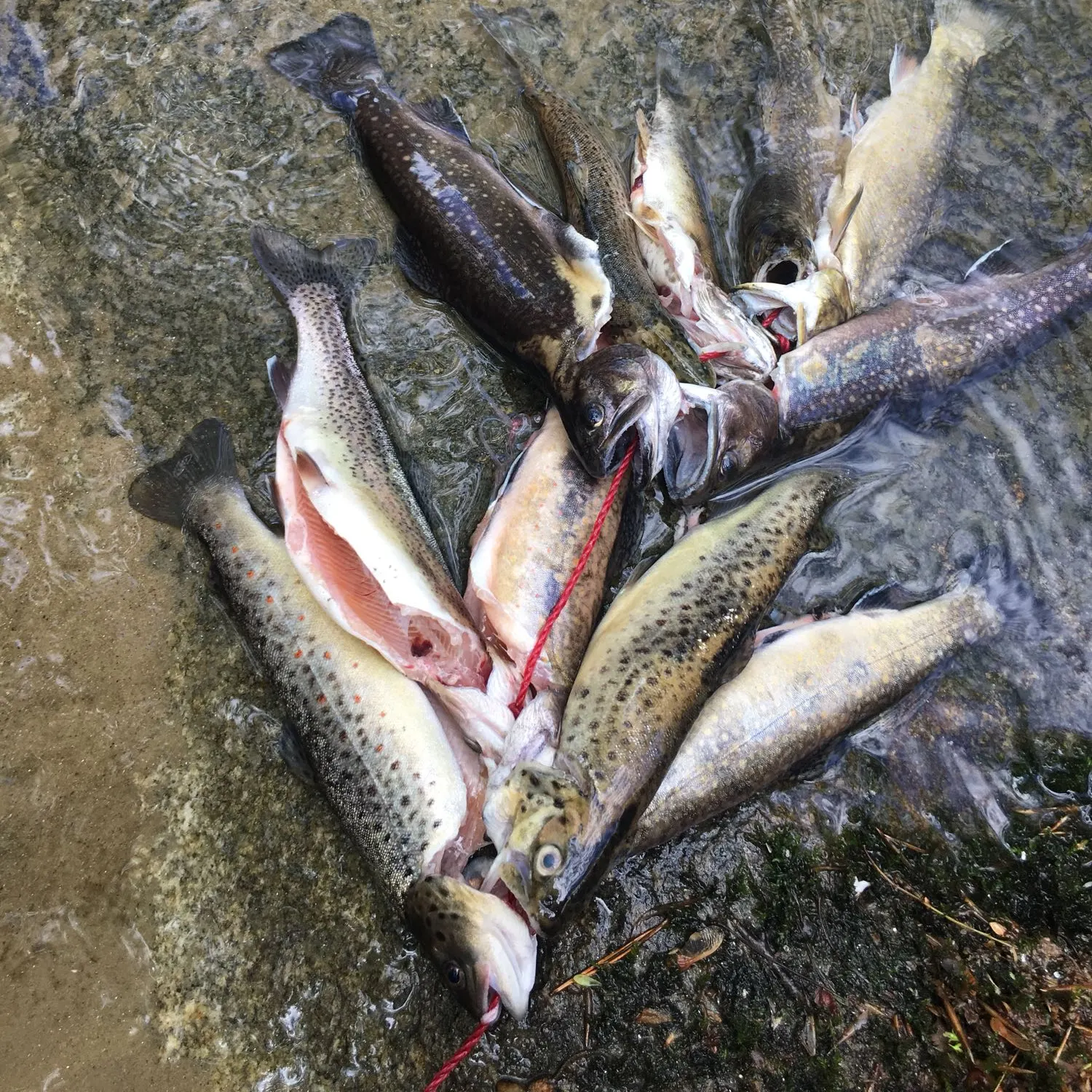 recently logged catches