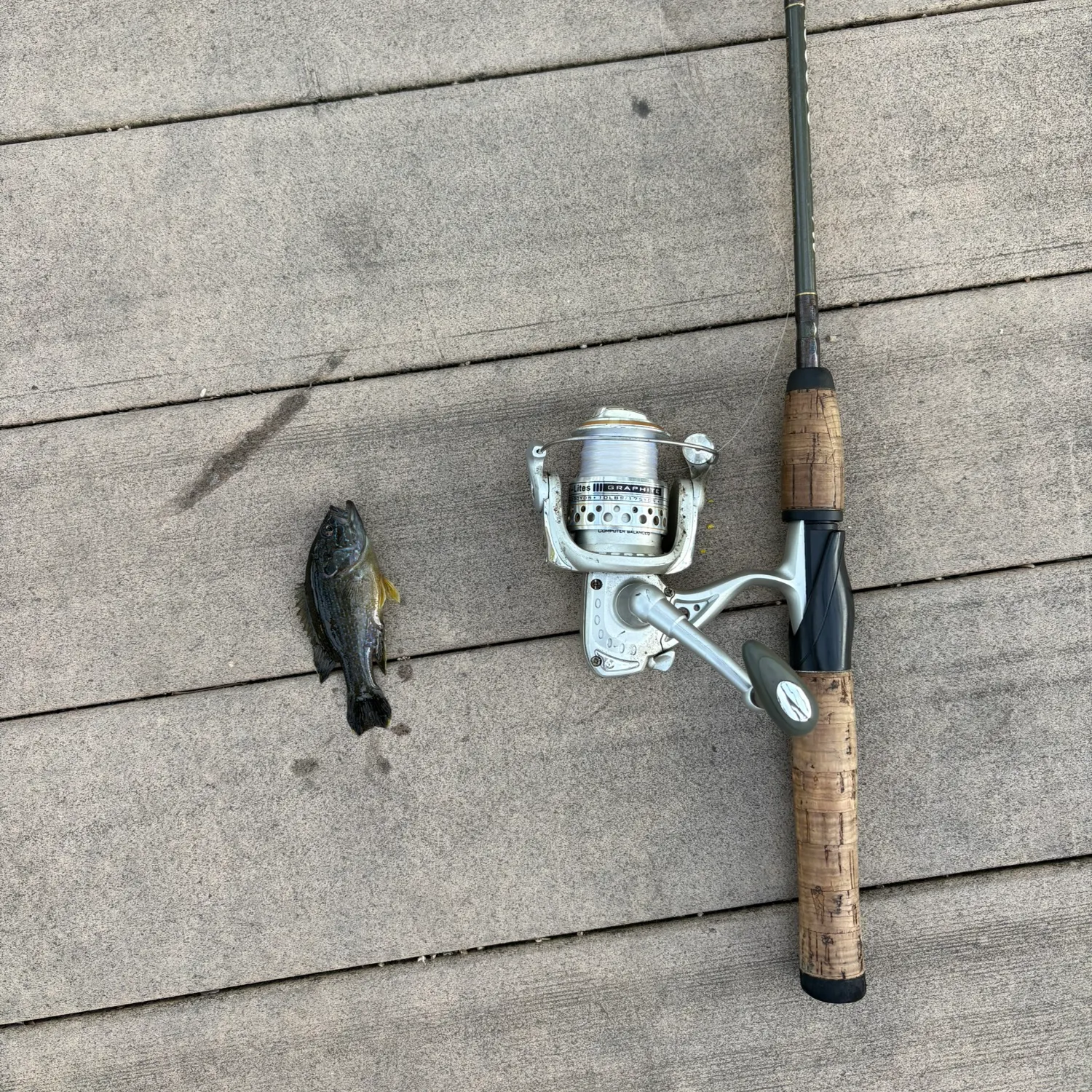 Green sunfish caught on Fishbrain