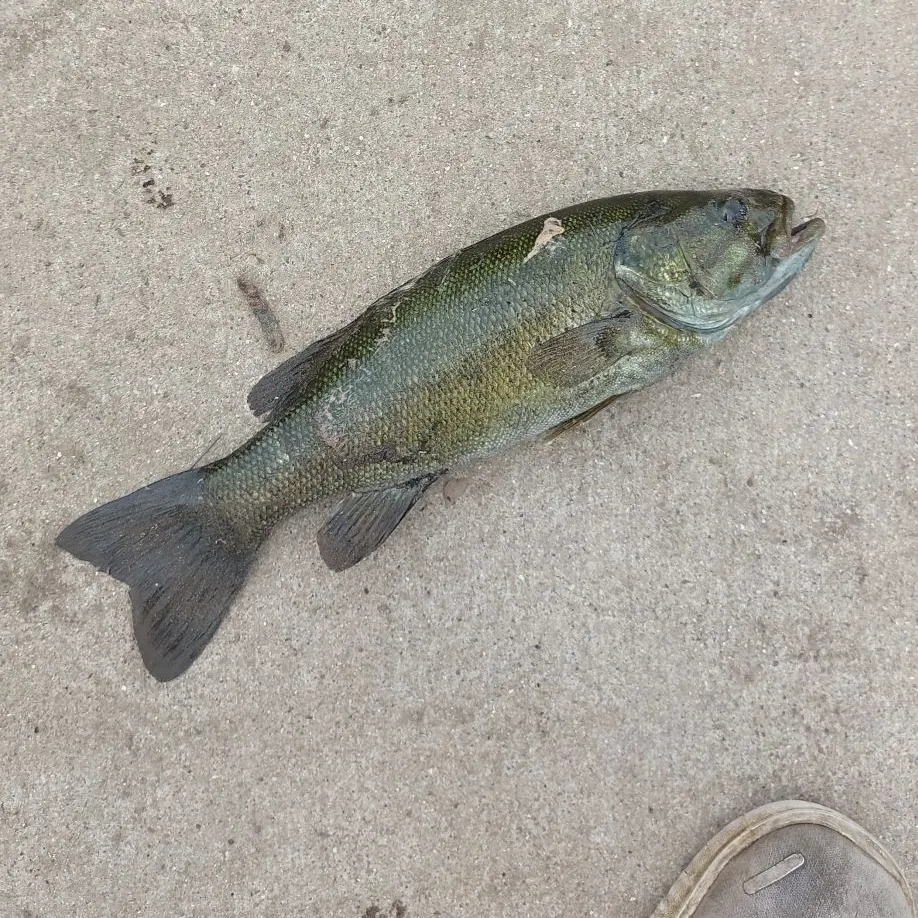 Smallmouth bass caught on Fishbrain