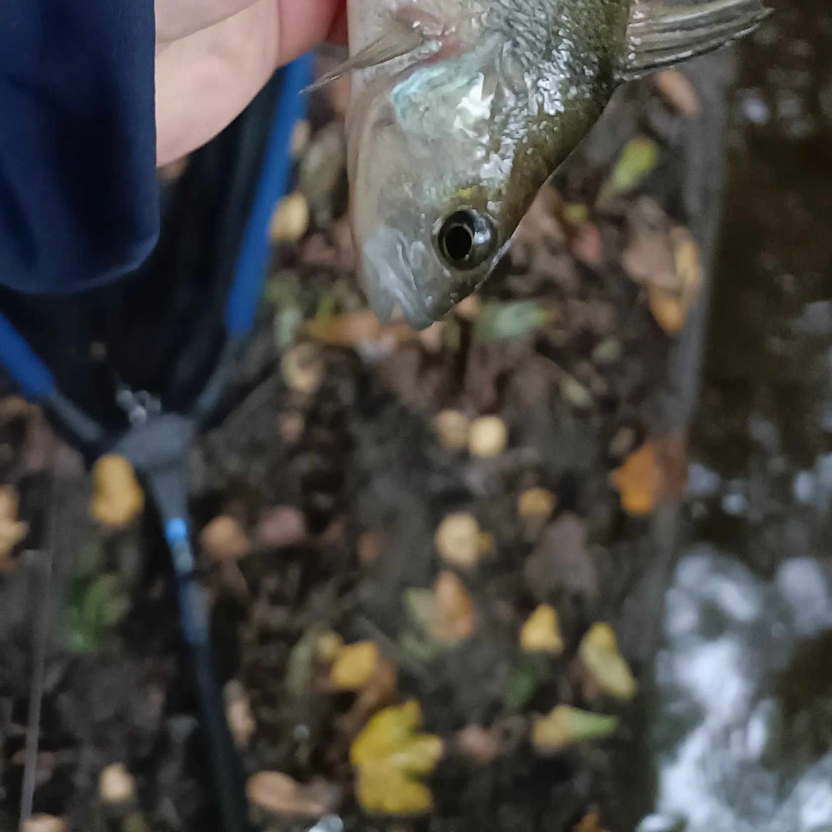 European perch caught on Fishbrain