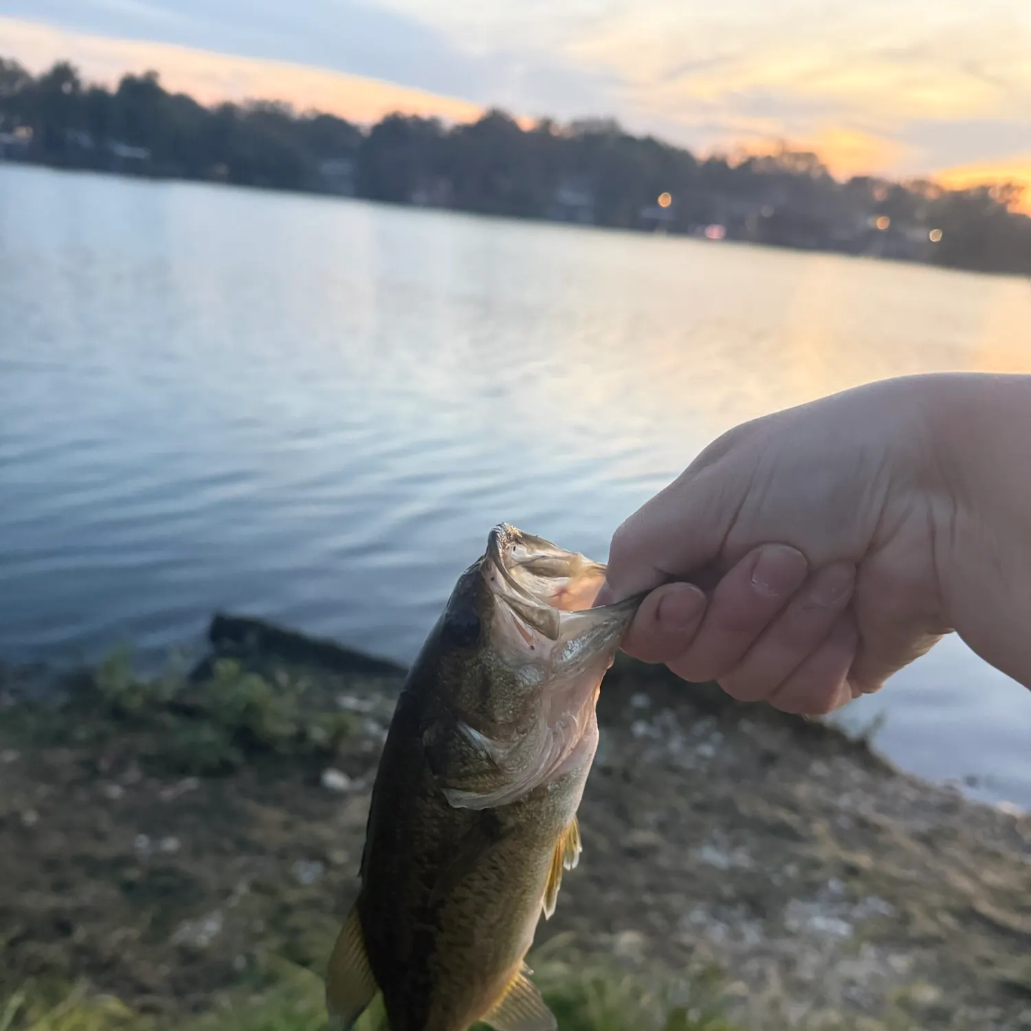 Largemouth bass caught on Fishbrain
