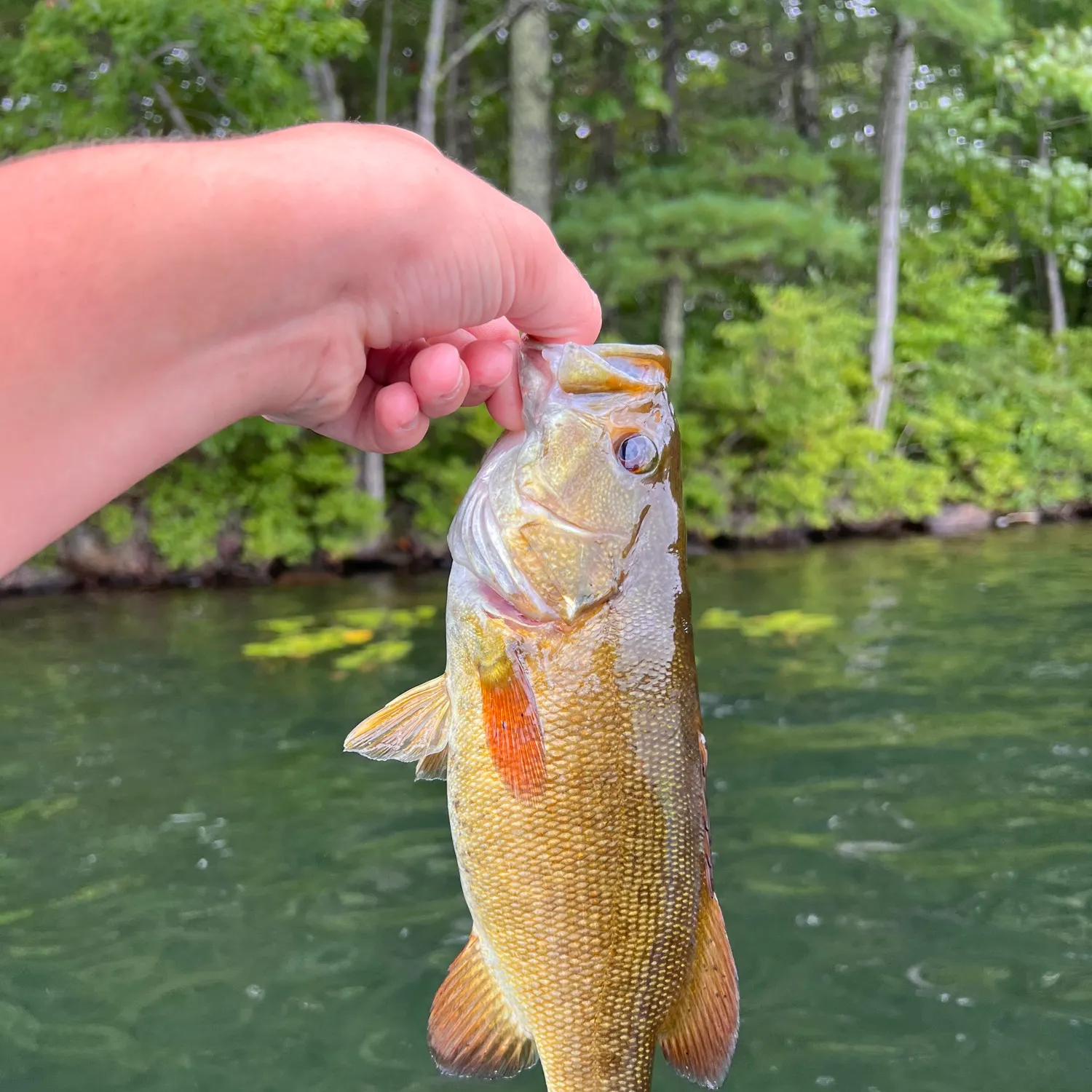 Smallmouth bass caught on Fishbrain