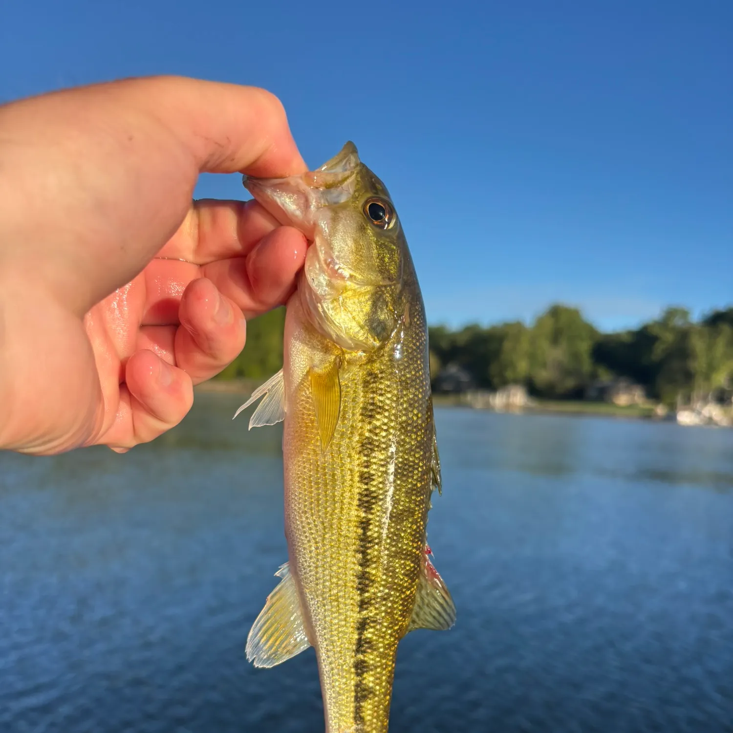 Spotted bass caught on Fishbrain