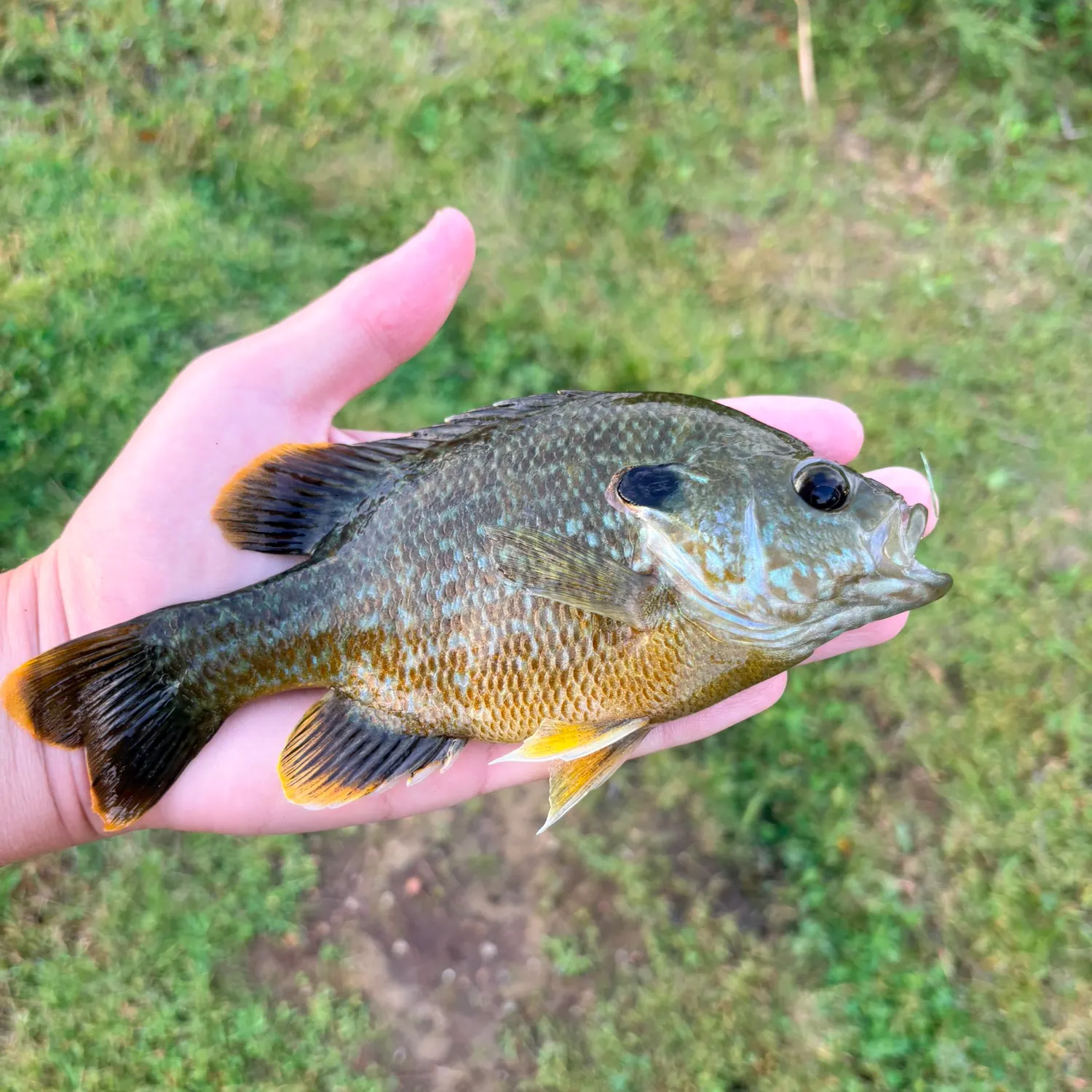 Greengill hybrid caught on Fishbrain