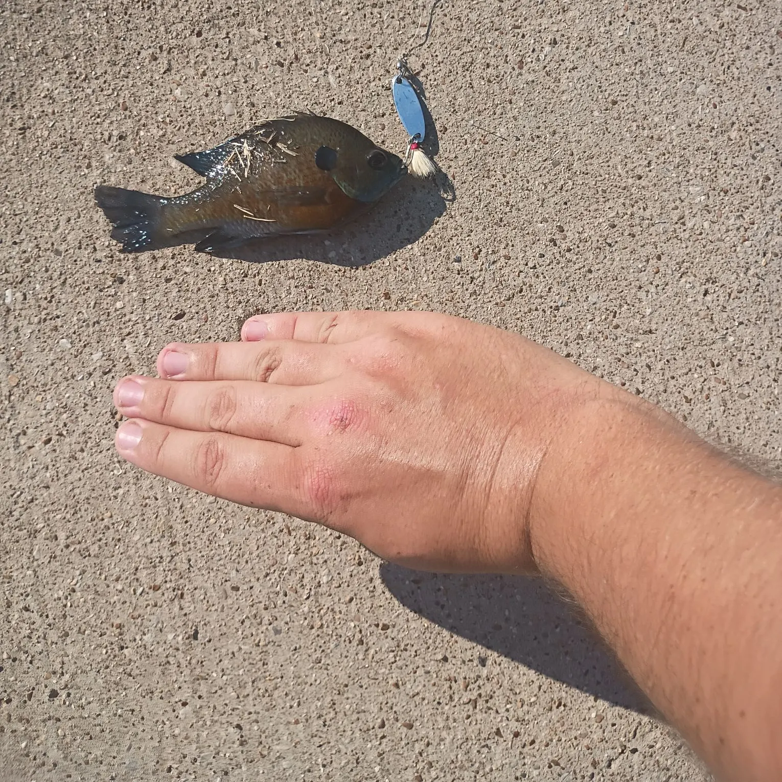 Bluegill caught on Fishbrain
