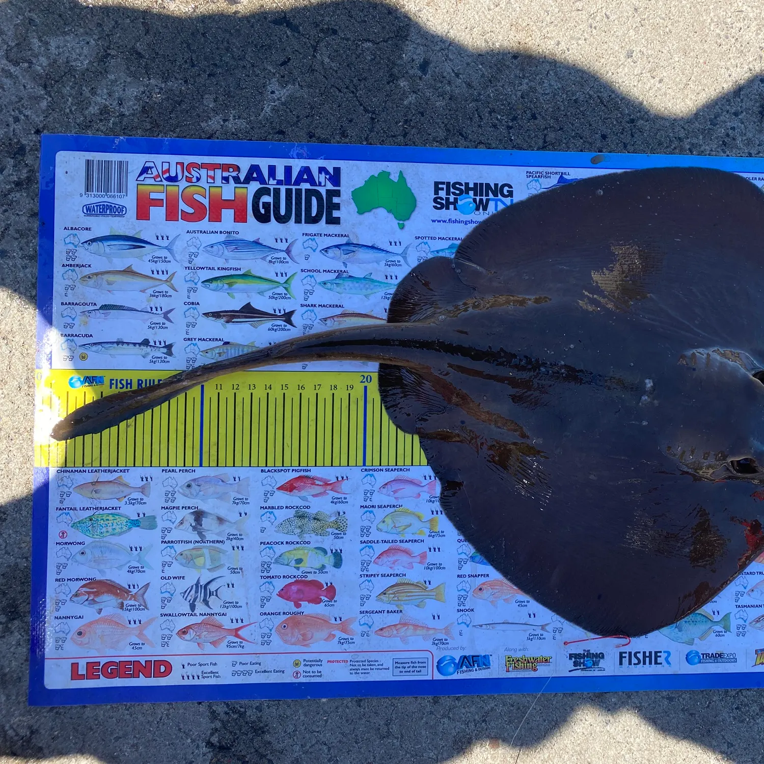 Haller's round ray caught on Fishbrain