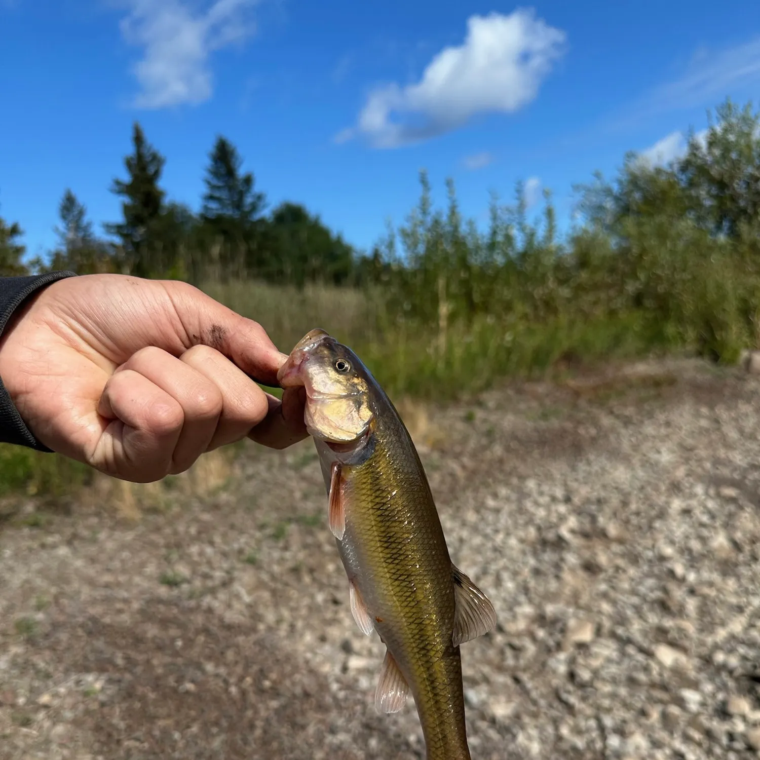 Redspot chub caught on Fishbrain