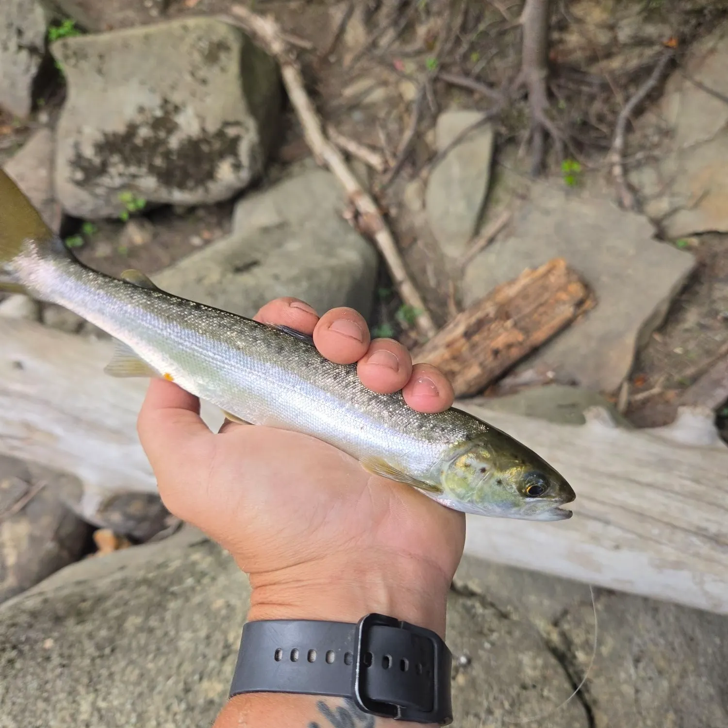 The most recent Landlocked atlantic salmon catches on Fishbrain