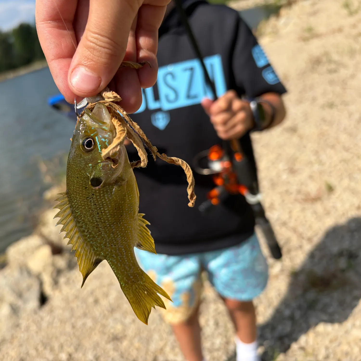 Green sunfish caught on Fishbrain