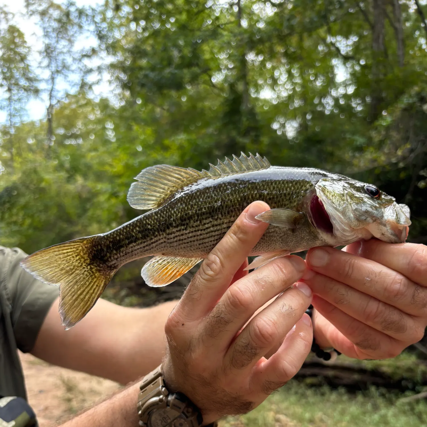 Chattahoochee bass caught on Fishbrain