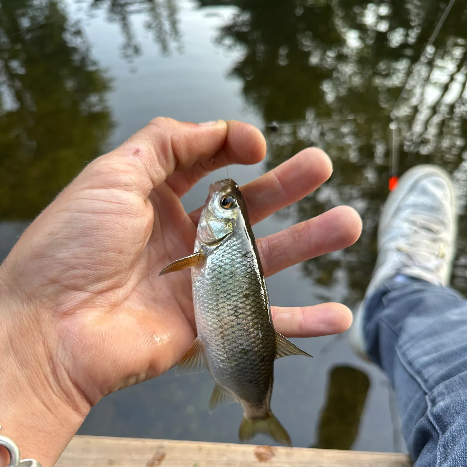 European chub caught on Fishbrain