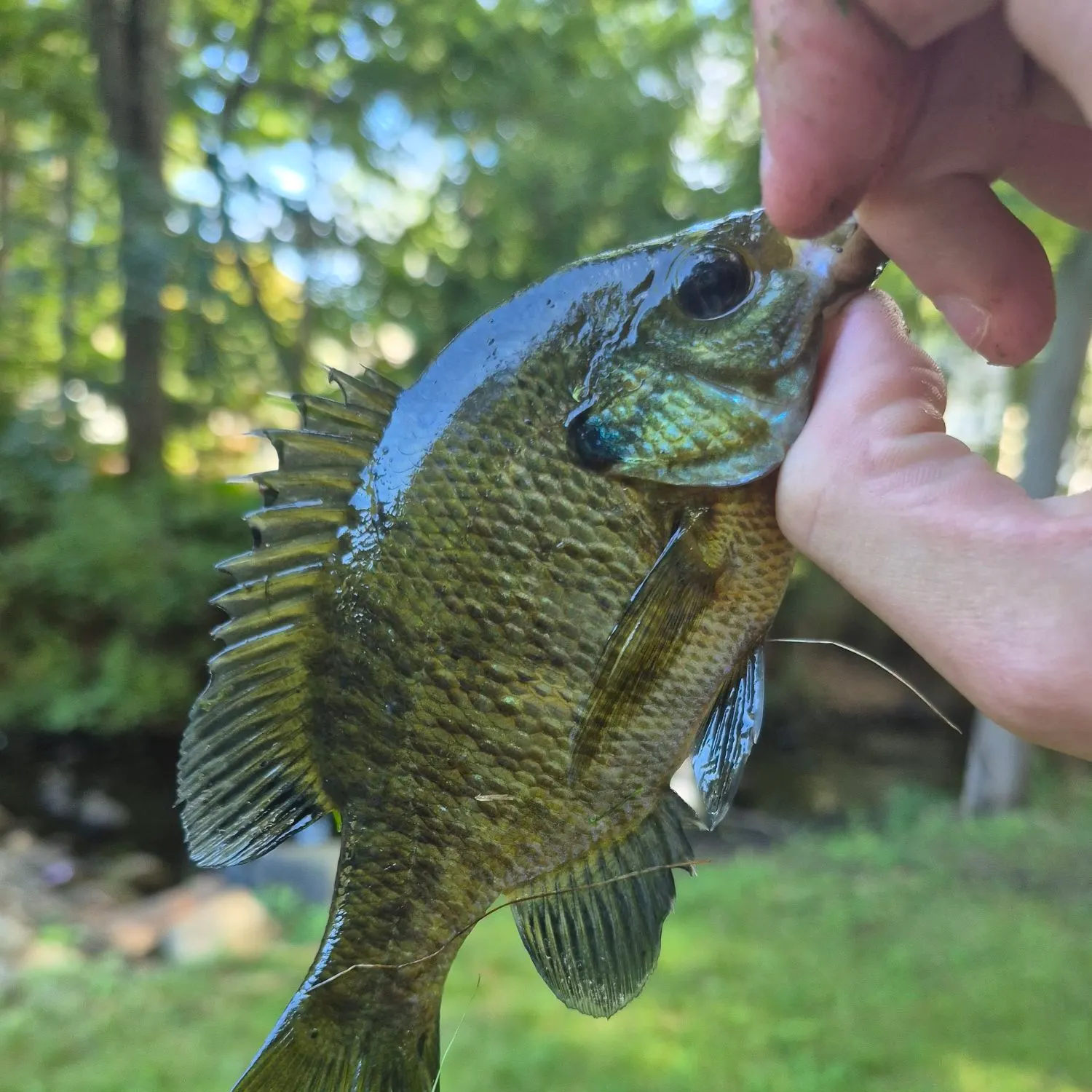 Bluegill caught on Fishbrain