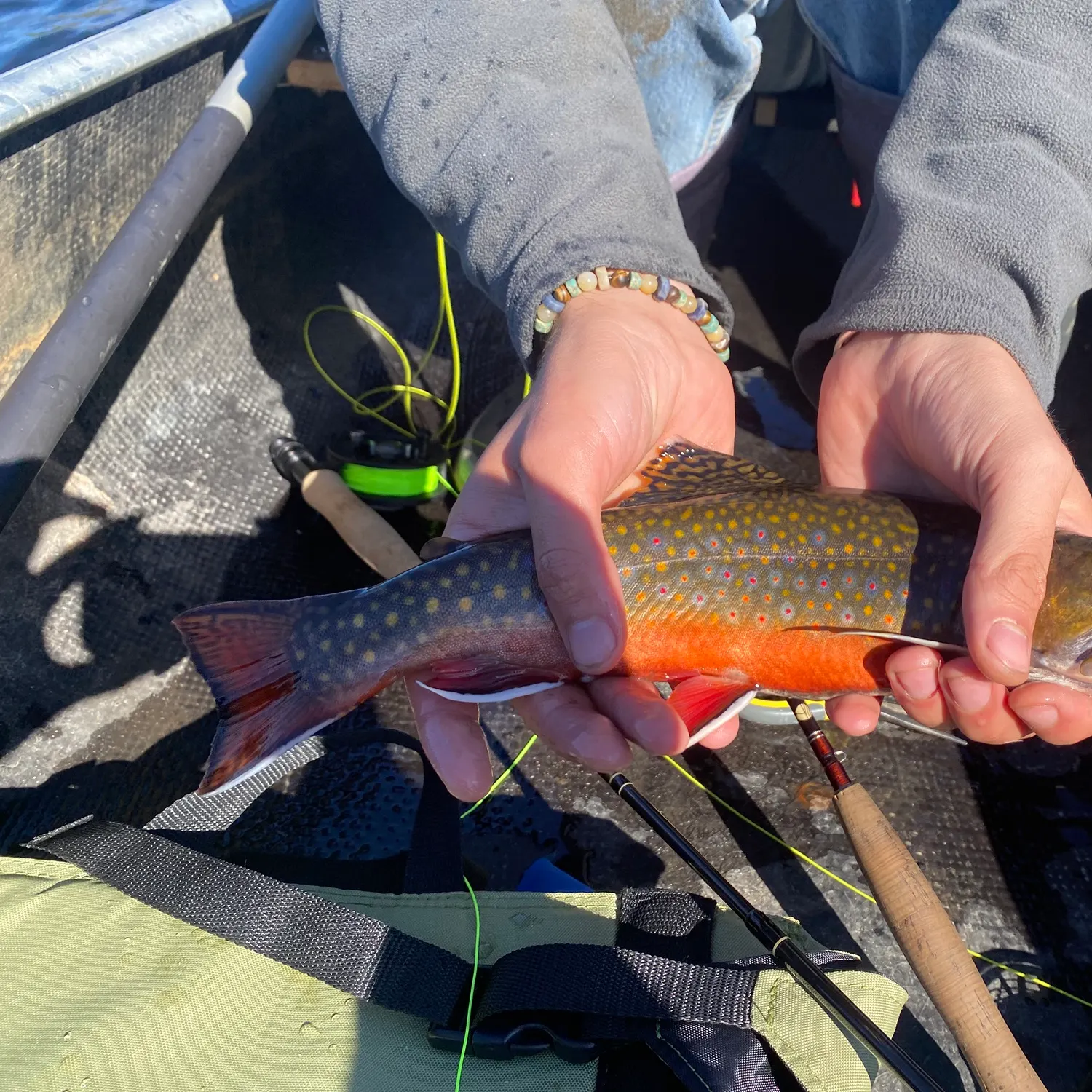 Brook trout caught on Fishbrain