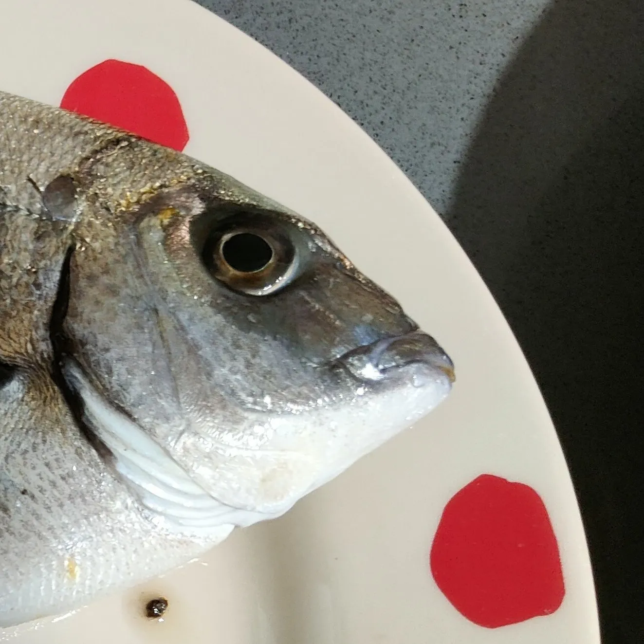 The most recent White seabream catches on Fishbrain