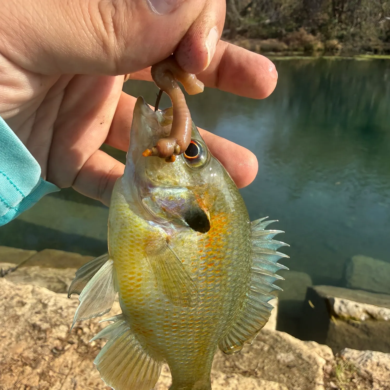 The most recent Redbreast sunfish catches on Fishbrain