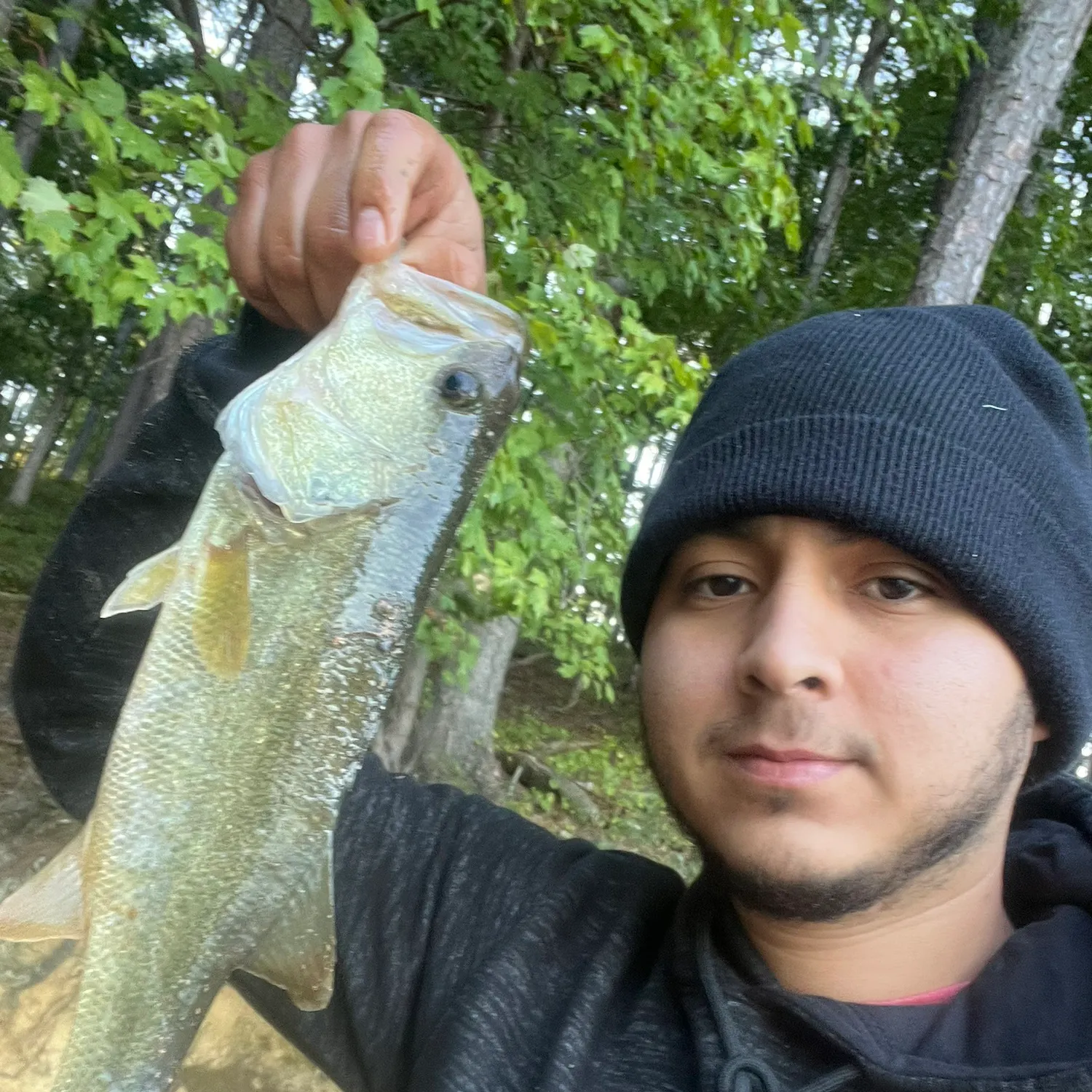 Spotted bass caught on Fishbrain