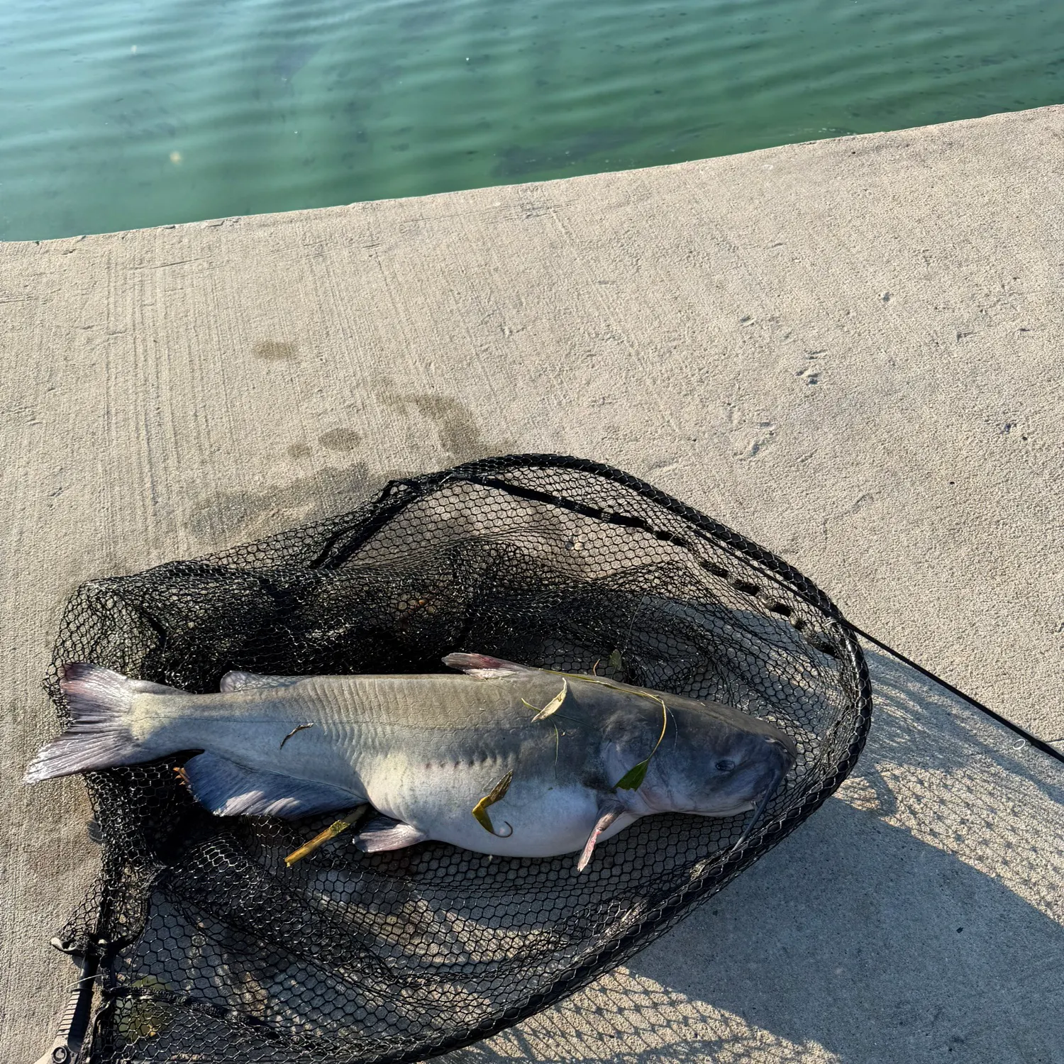 Blue catfish caught on Fishbrain