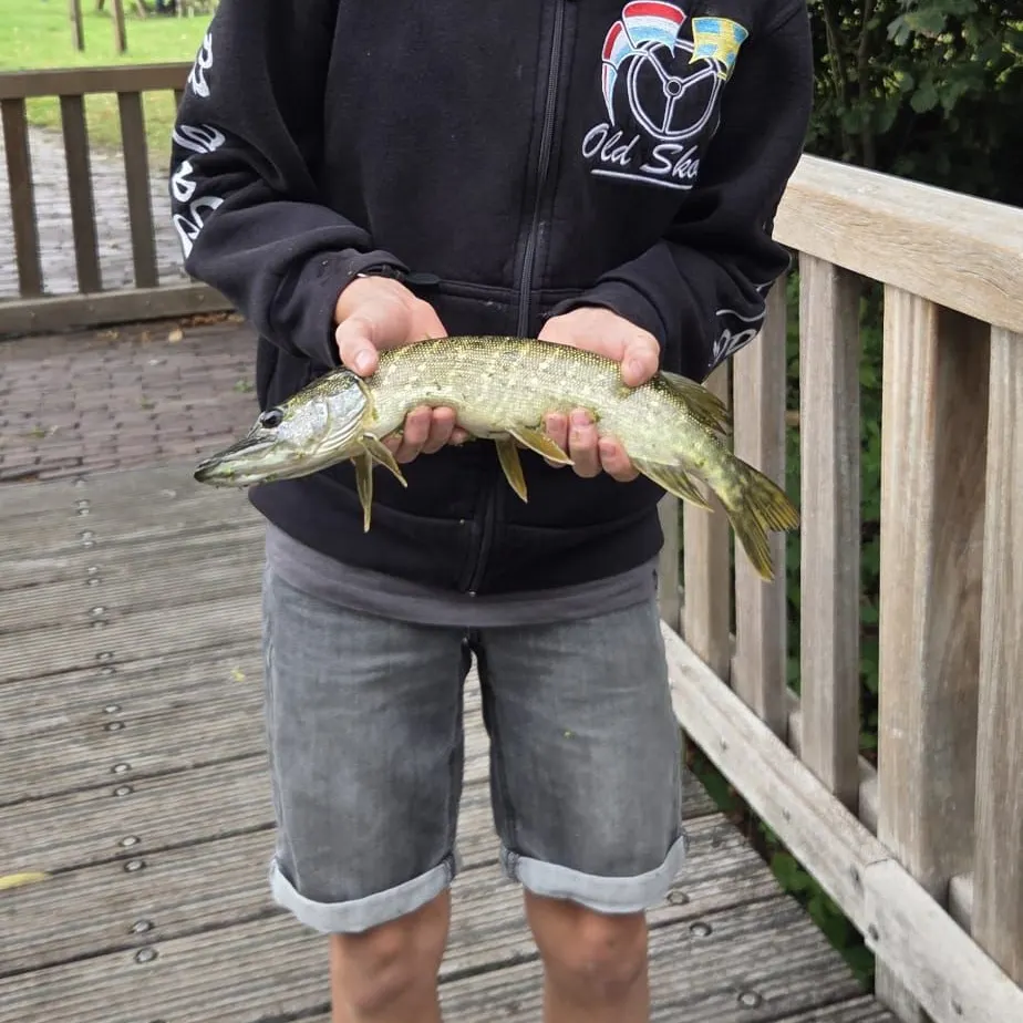 Northern pike caught on Fishbrain