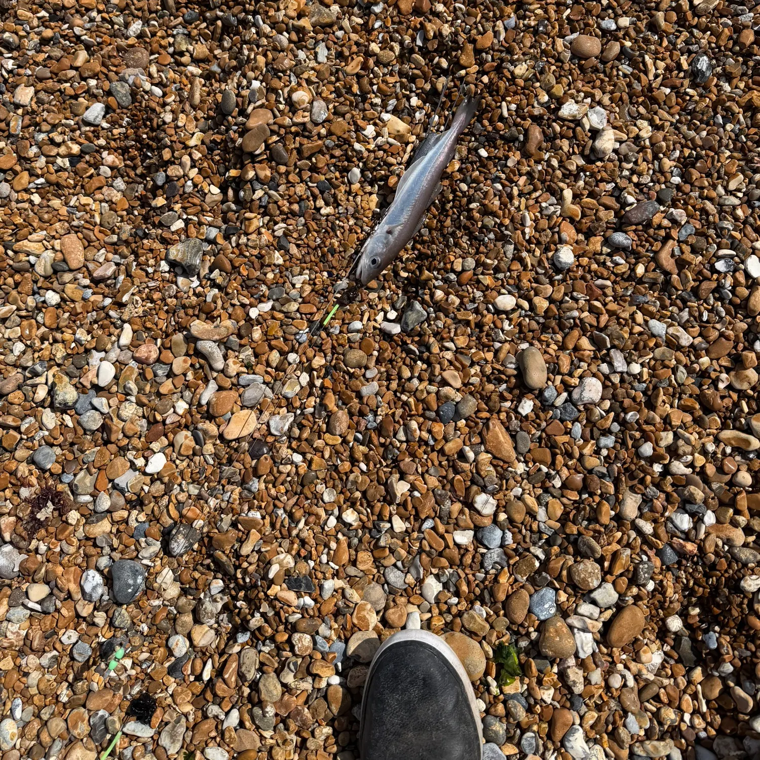 The most recent Whiting catches on Fishbrain