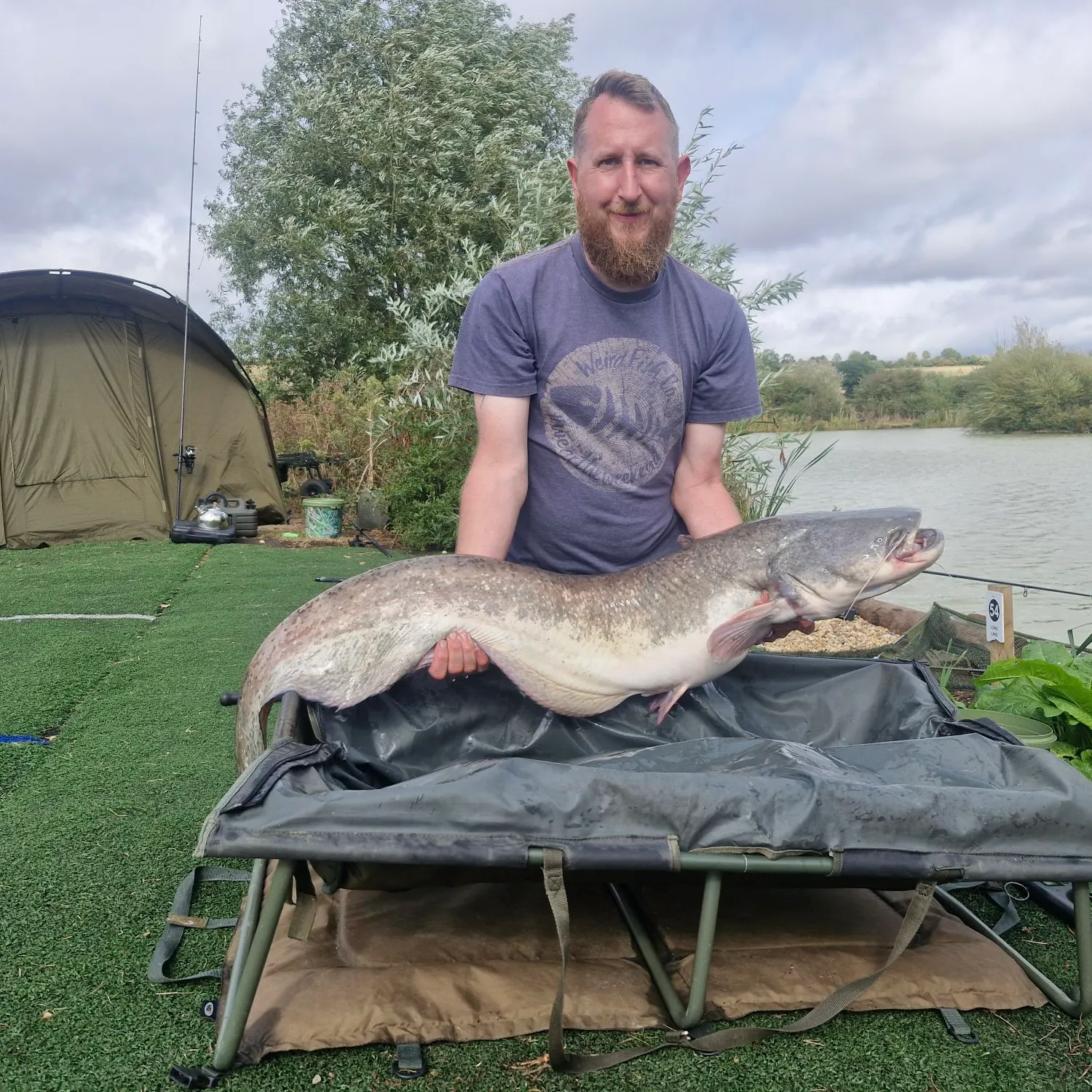 Wels catfish caught on Fishbrain