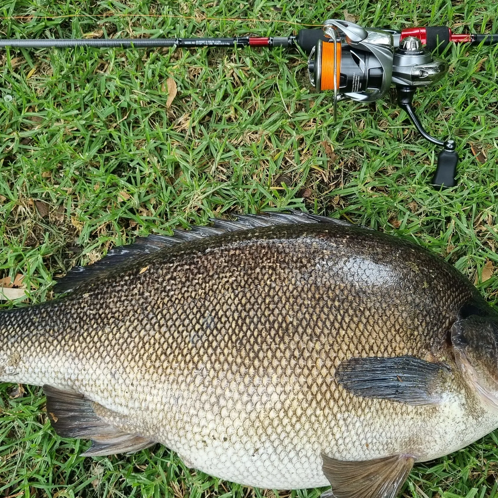 The most recent Bidyan perch catches on Fishbrain