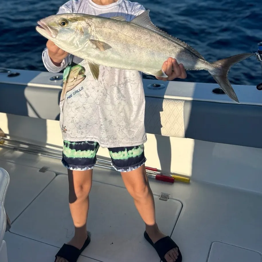 The most recent Greater amberjack catches on Fishbrain