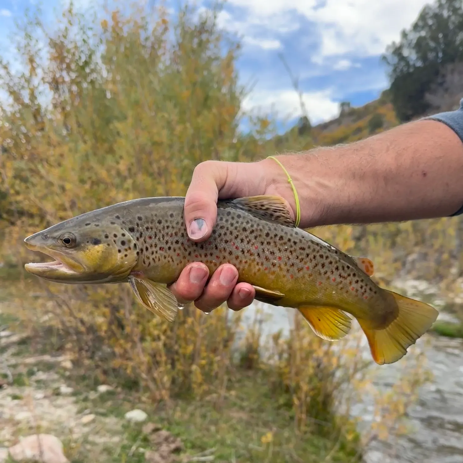 Brown trout caught on Fishbrain