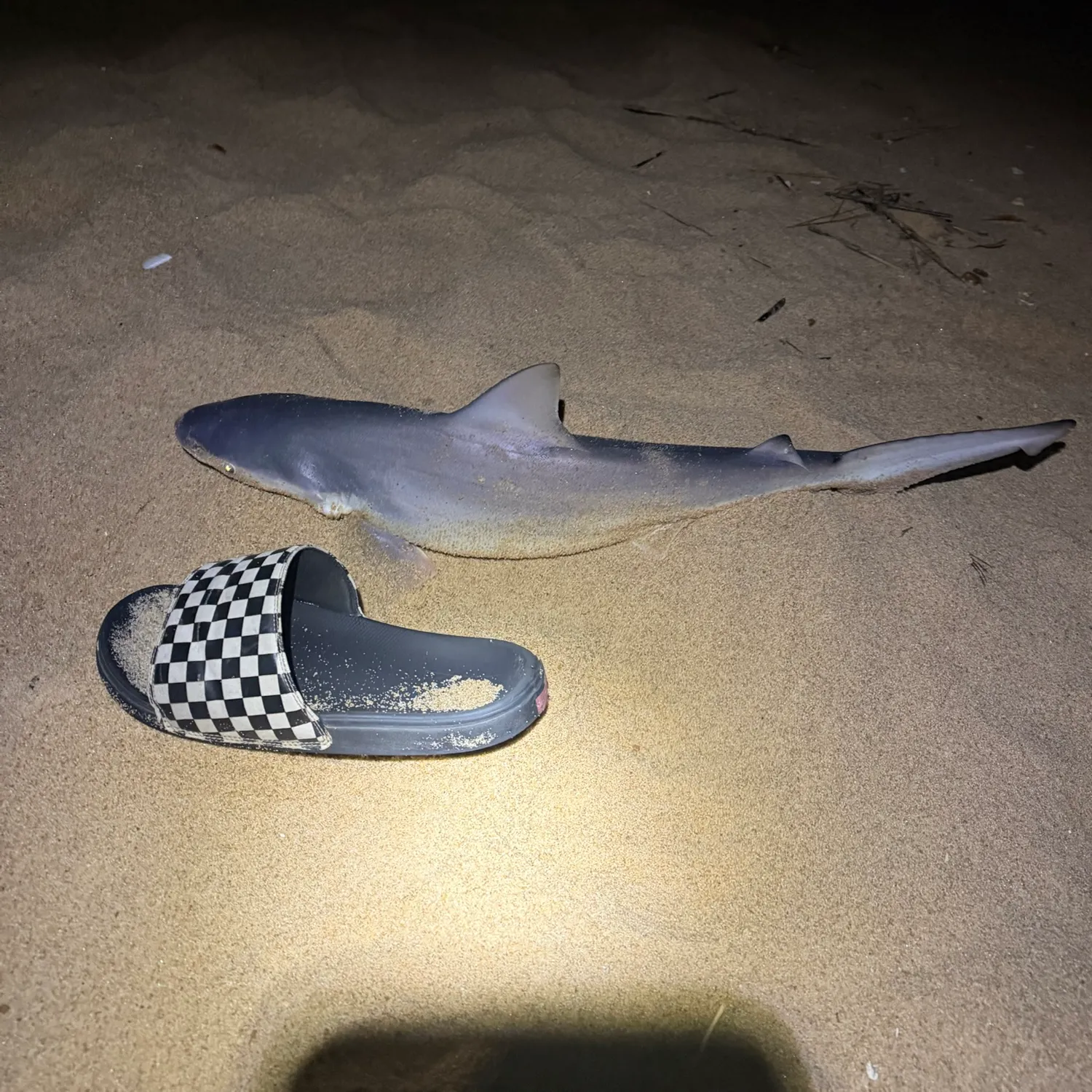Atlantic sharpnose shark caught on Fishbrain