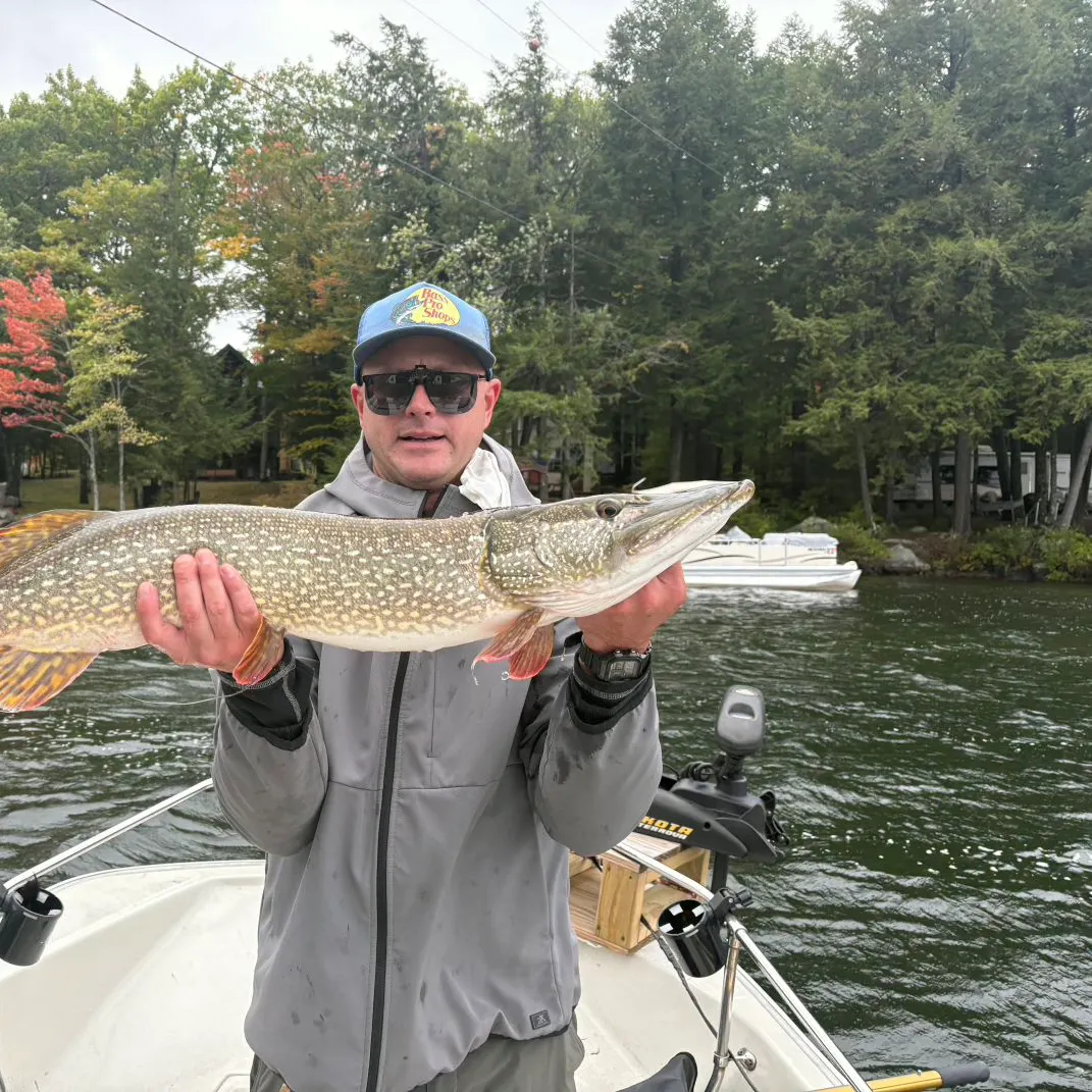Northern pike caught on Fishbrain