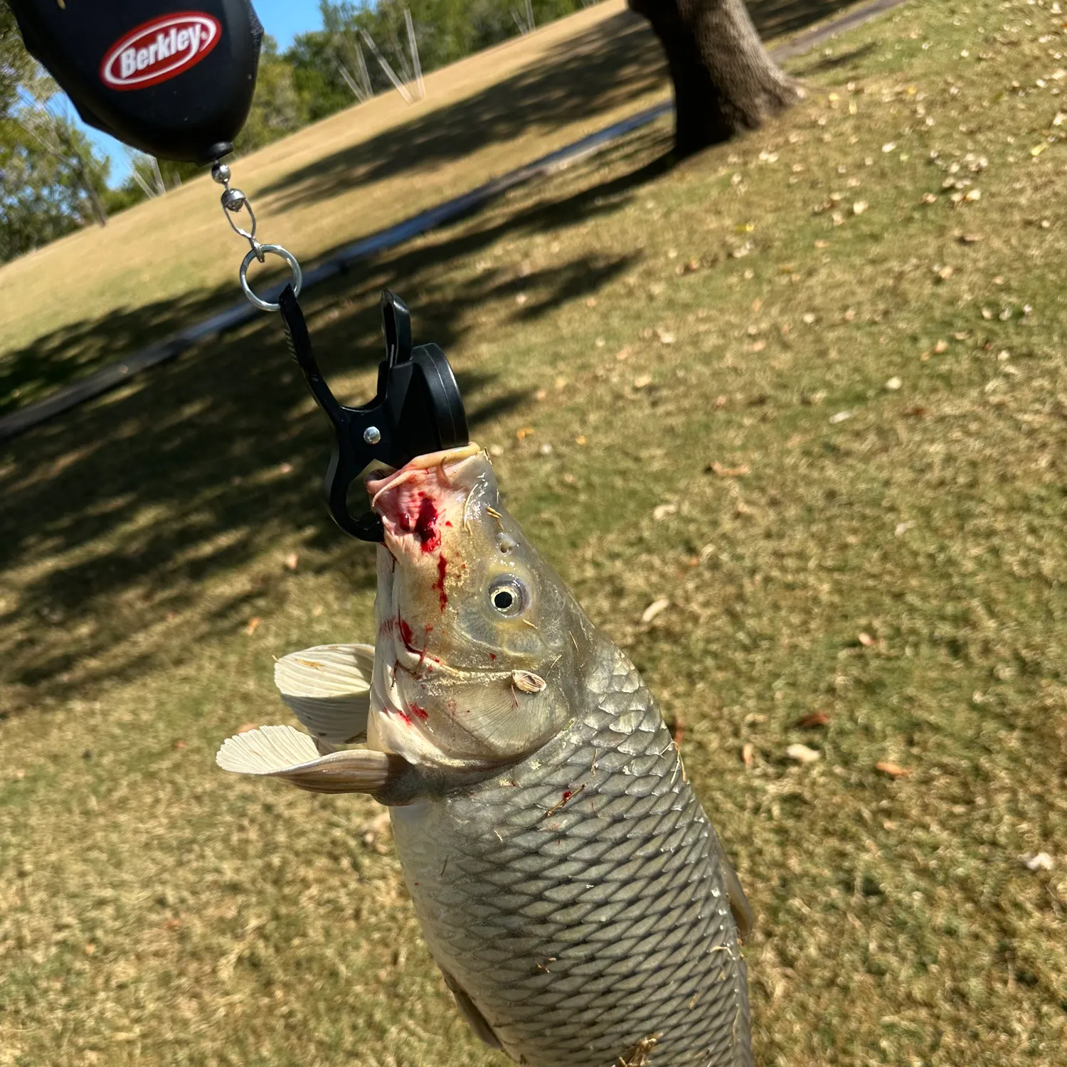 The most recent Common carp catches on Fishbrain