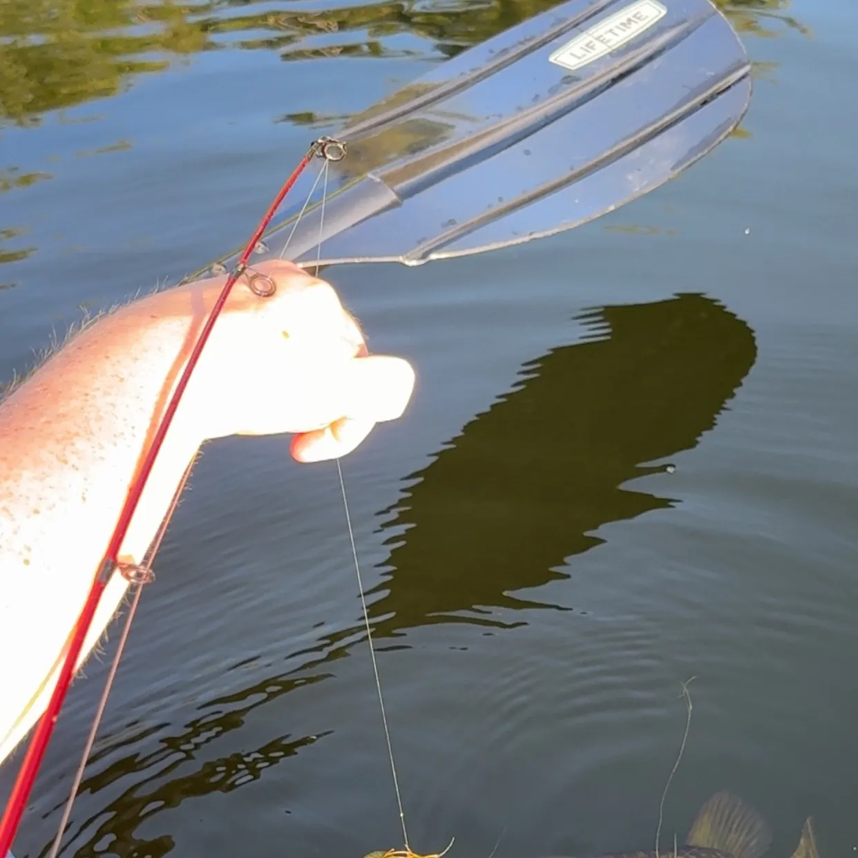 The most recent Chain pickerel catches on Fishbrain