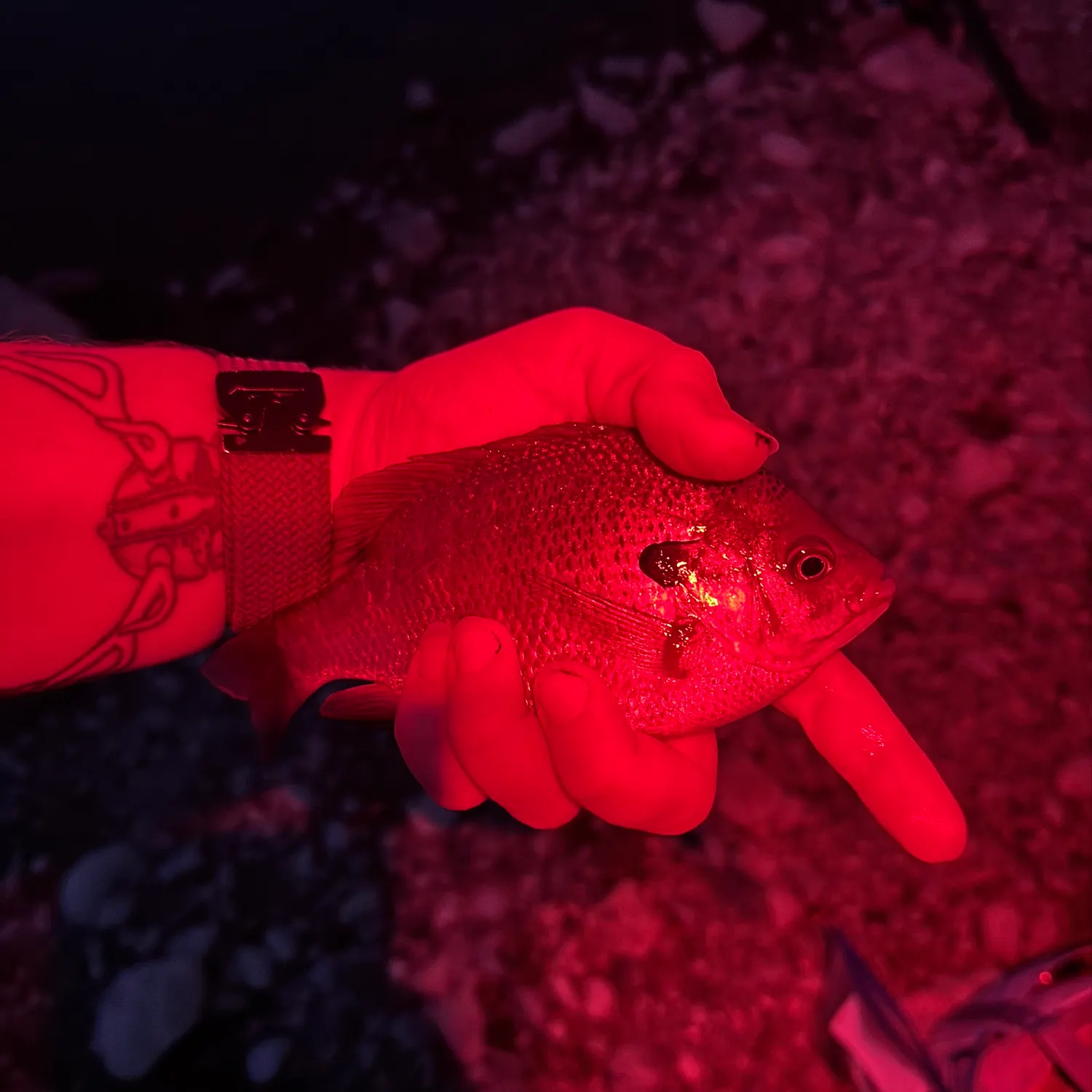 Redear sunfish caught on Fishbrain