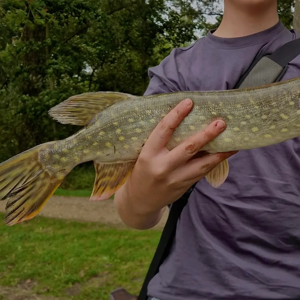 Northern pike caught on Fishbrain