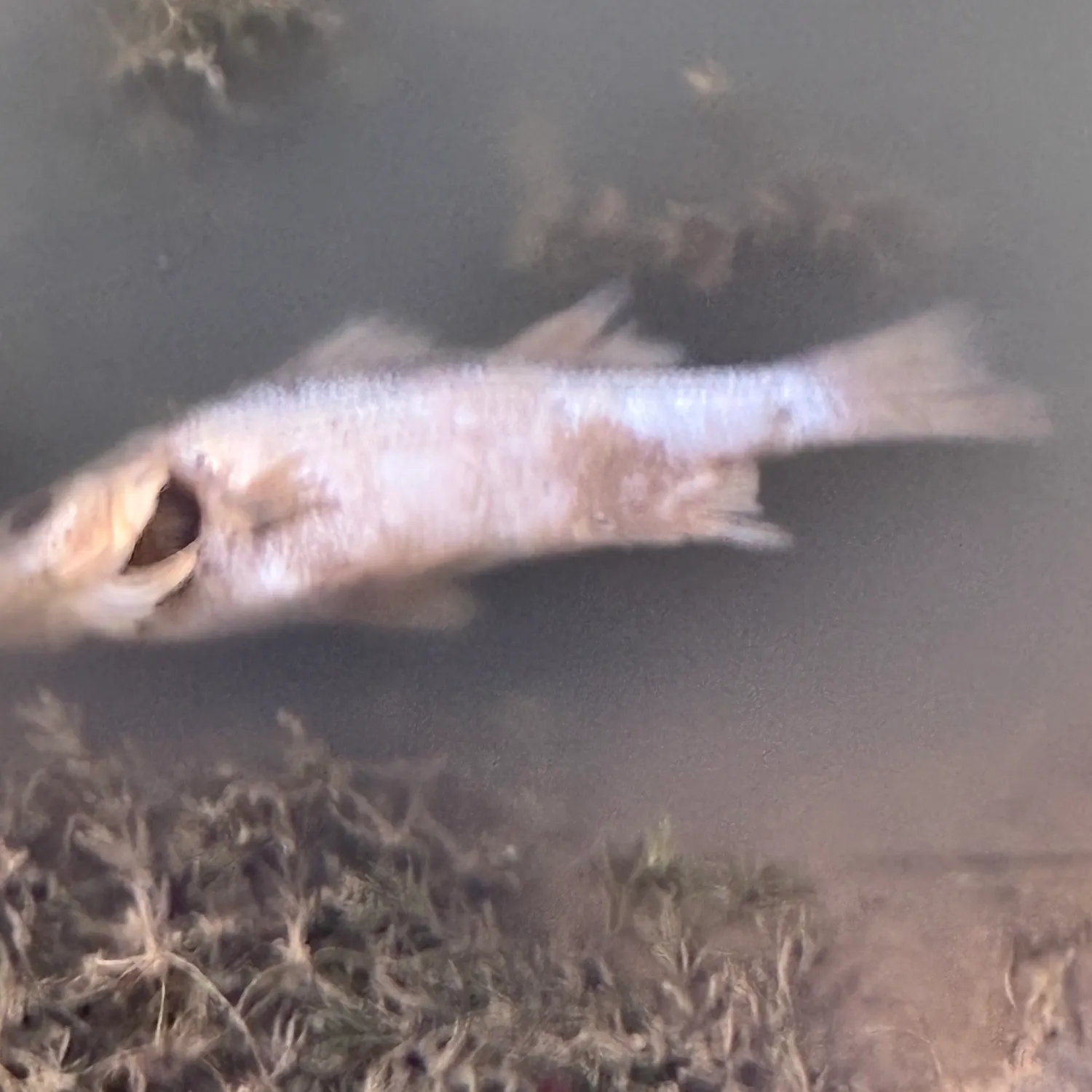 Striped bass caught on Fishbrain