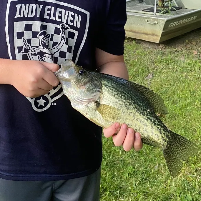 White crappie caught on Fishbrain